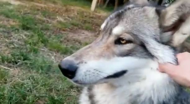 ペットの「オオカミ犬」逃げ出す　千葉・南房総市