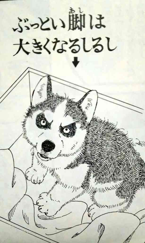 ペットの「オオカミ犬」逃げ出す　千葉・南房総市