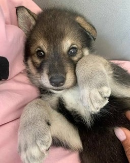 ペットの「オオカミ犬」逃げ出す　千葉・南房総市