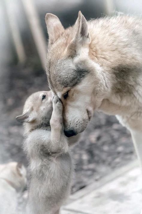ペットの「オオカミ犬」逃げ出す　千葉・南房総市