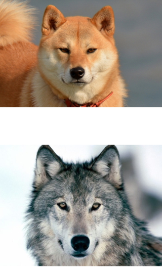 ペットの「オオカミ犬」逃げ出す　千葉・南房総市