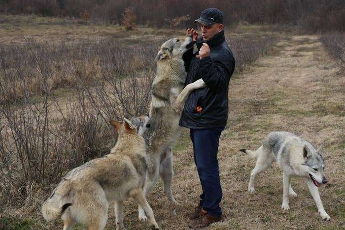 ペットの「オオカミ犬」逃げ出す　千葉・南房総市