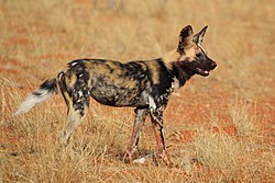 ペットの「オオカミ犬」逃げ出す　千葉・南房総市