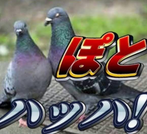 【戸建て】糞害に困っています