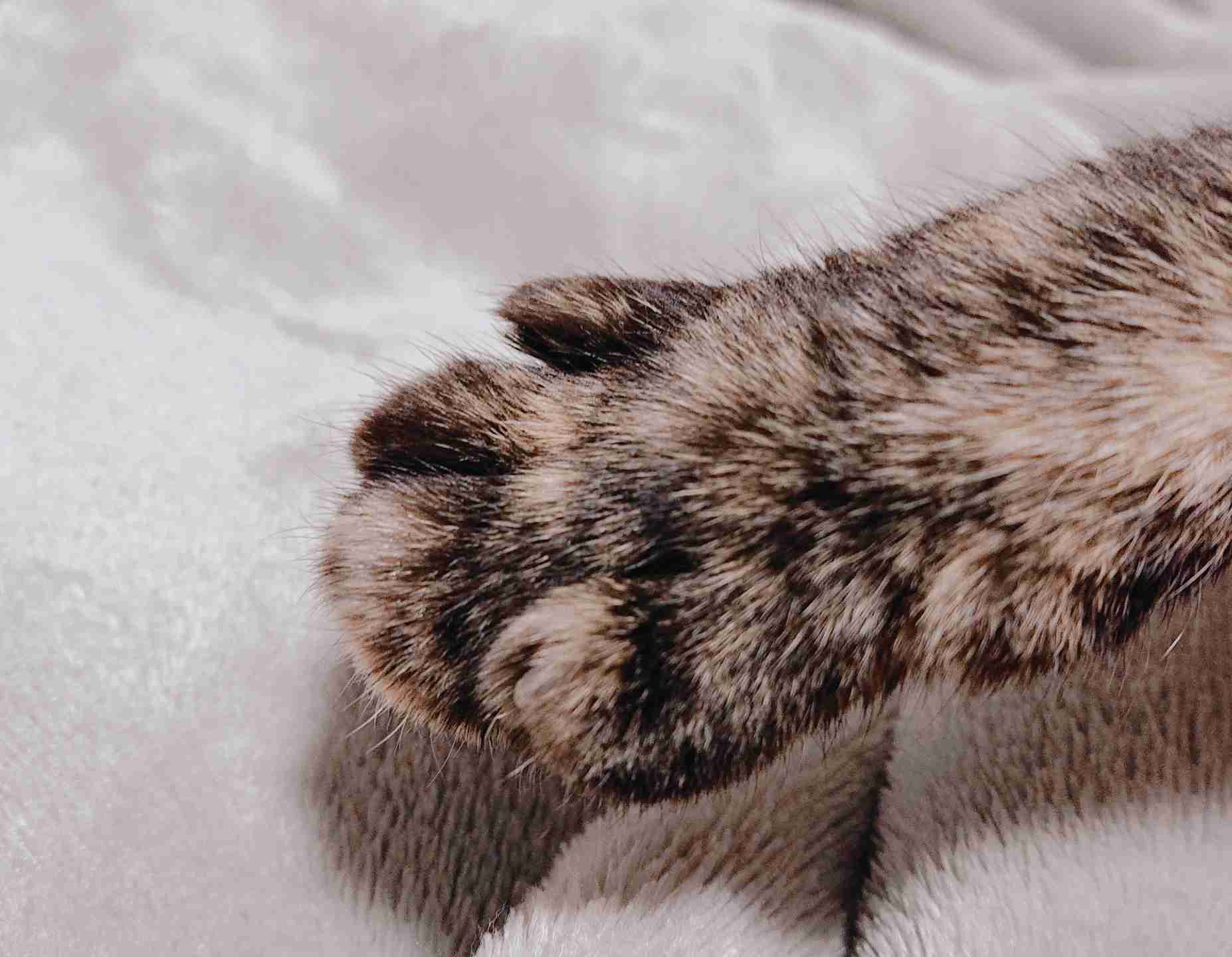 サビ猫を飼っている方！