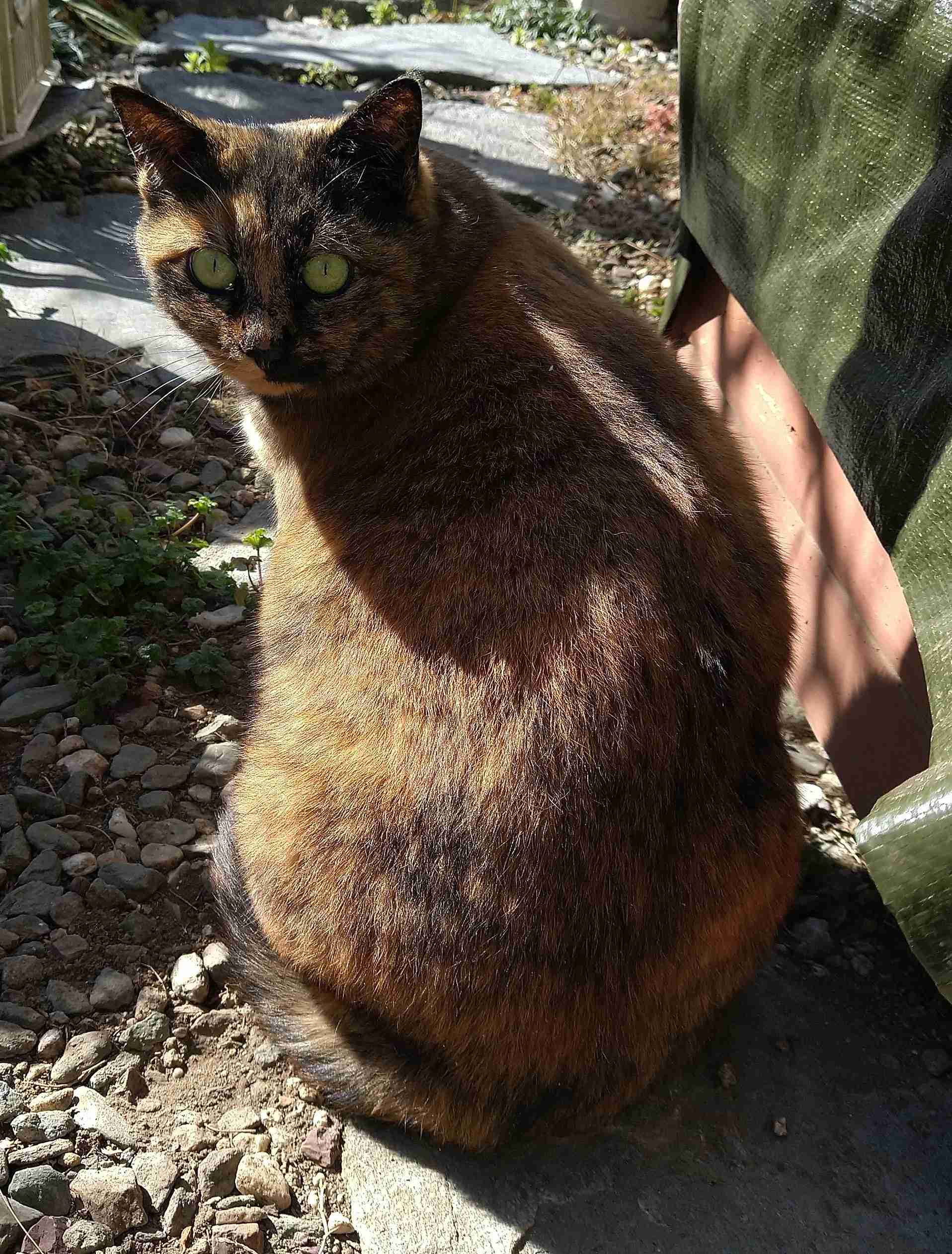 サビ猫を飼っている方！