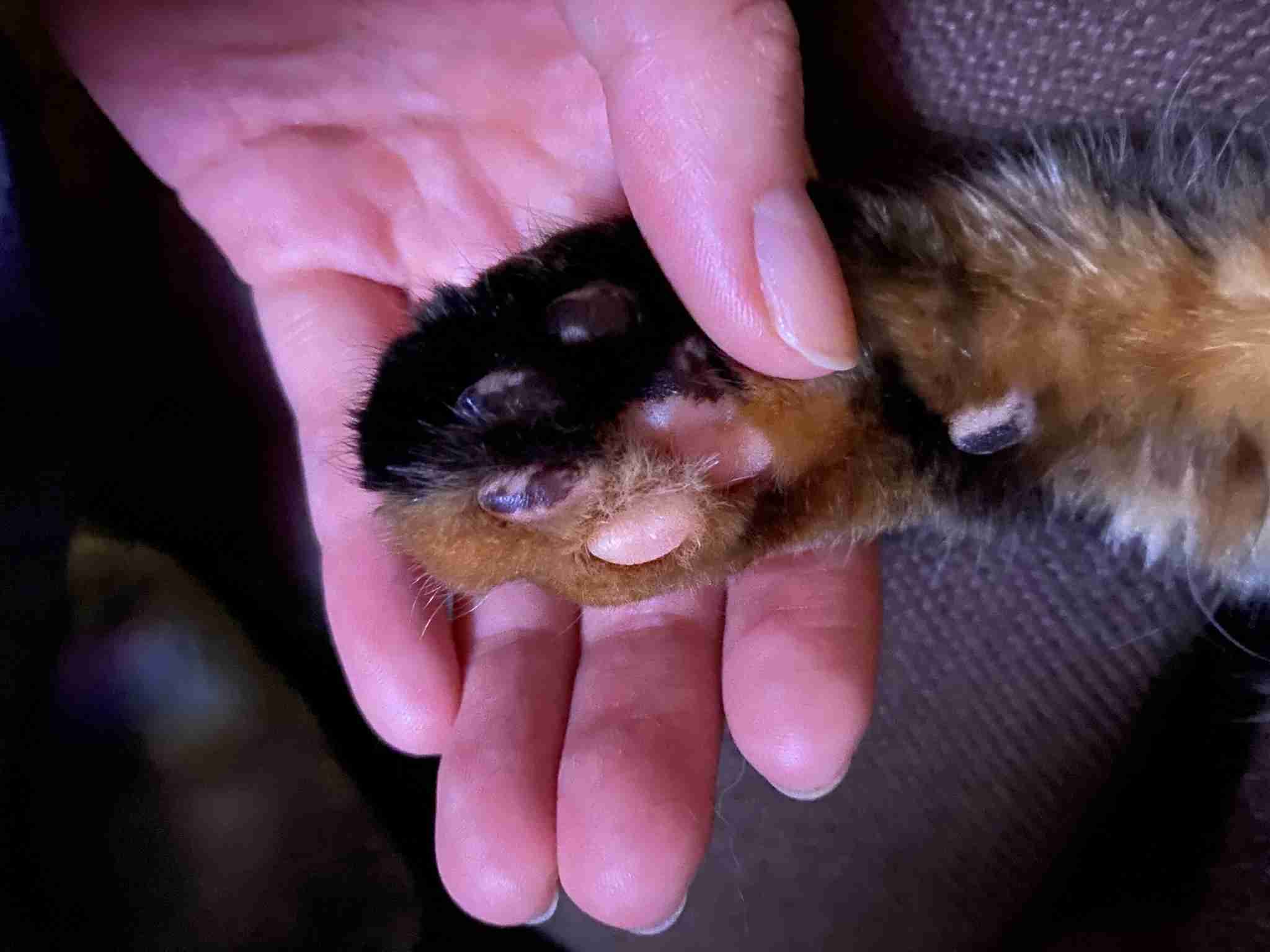 サビ猫を飼っている方！