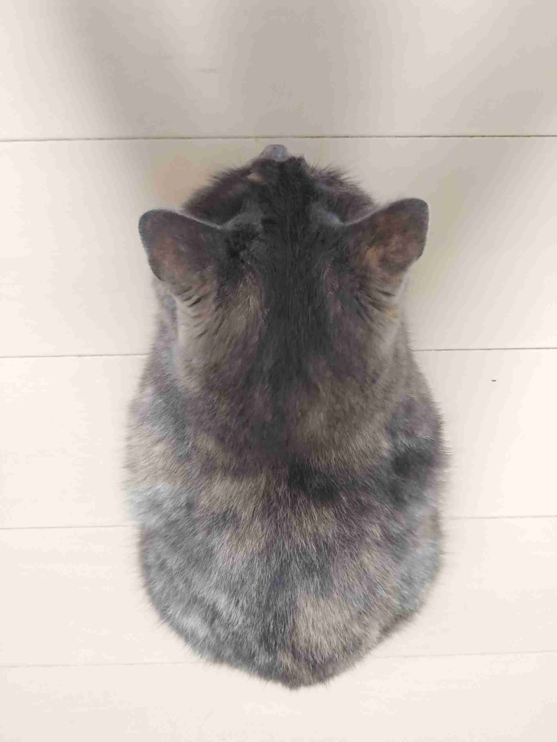 サビ猫を飼っている方！