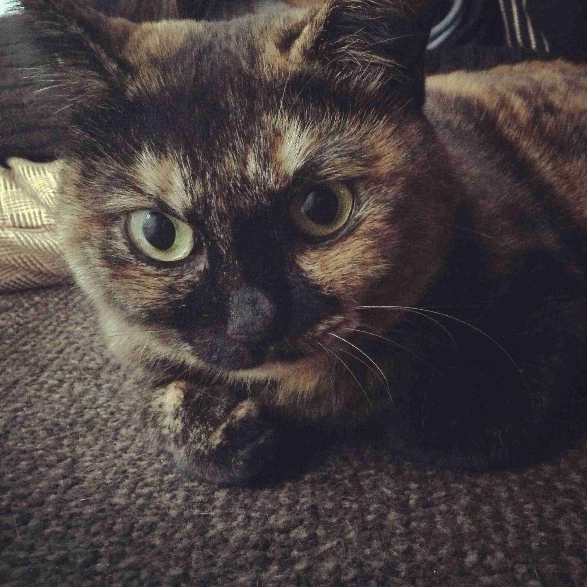 サビ猫を飼っている方！