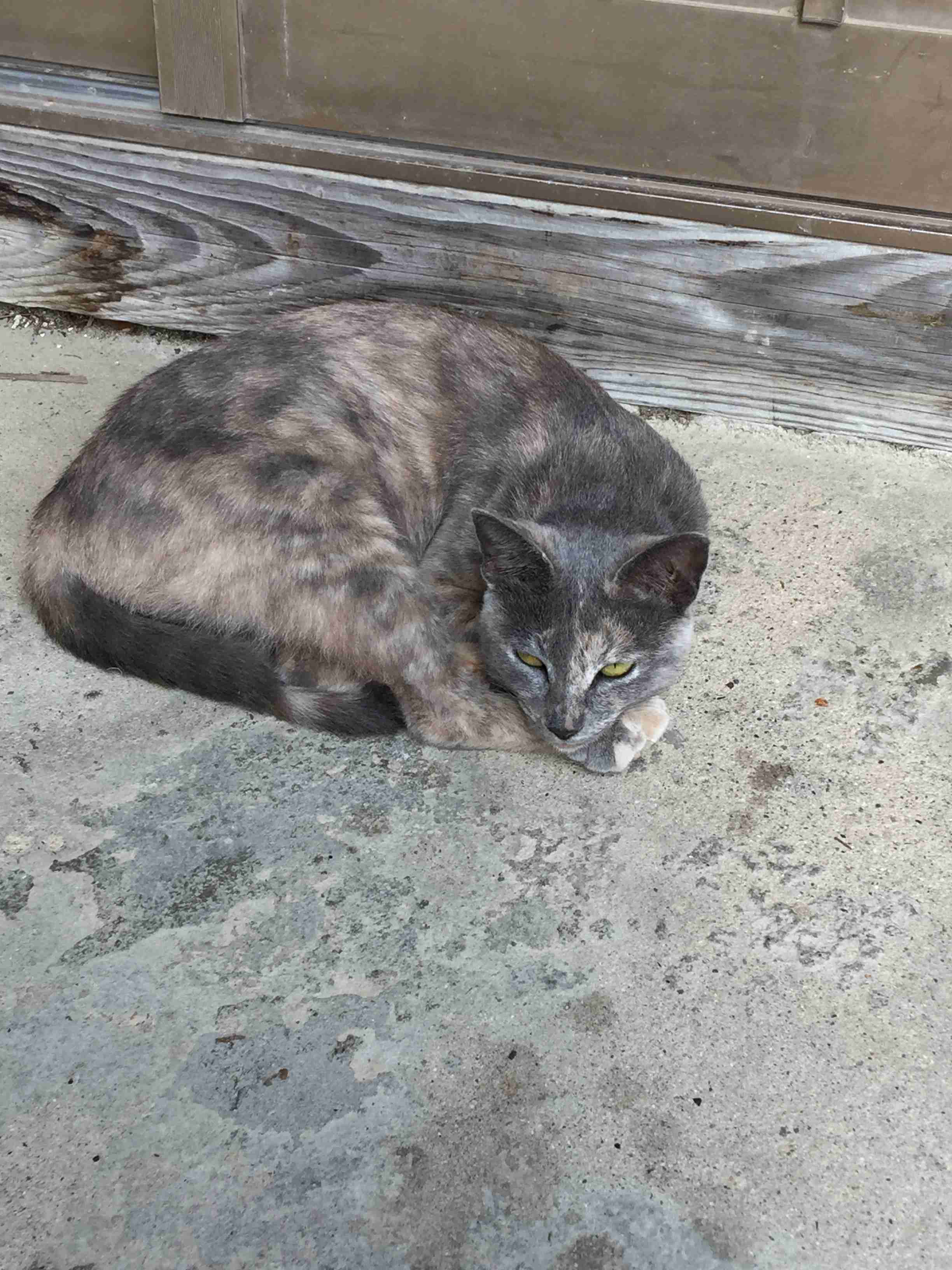 サビ猫を飼っている方！