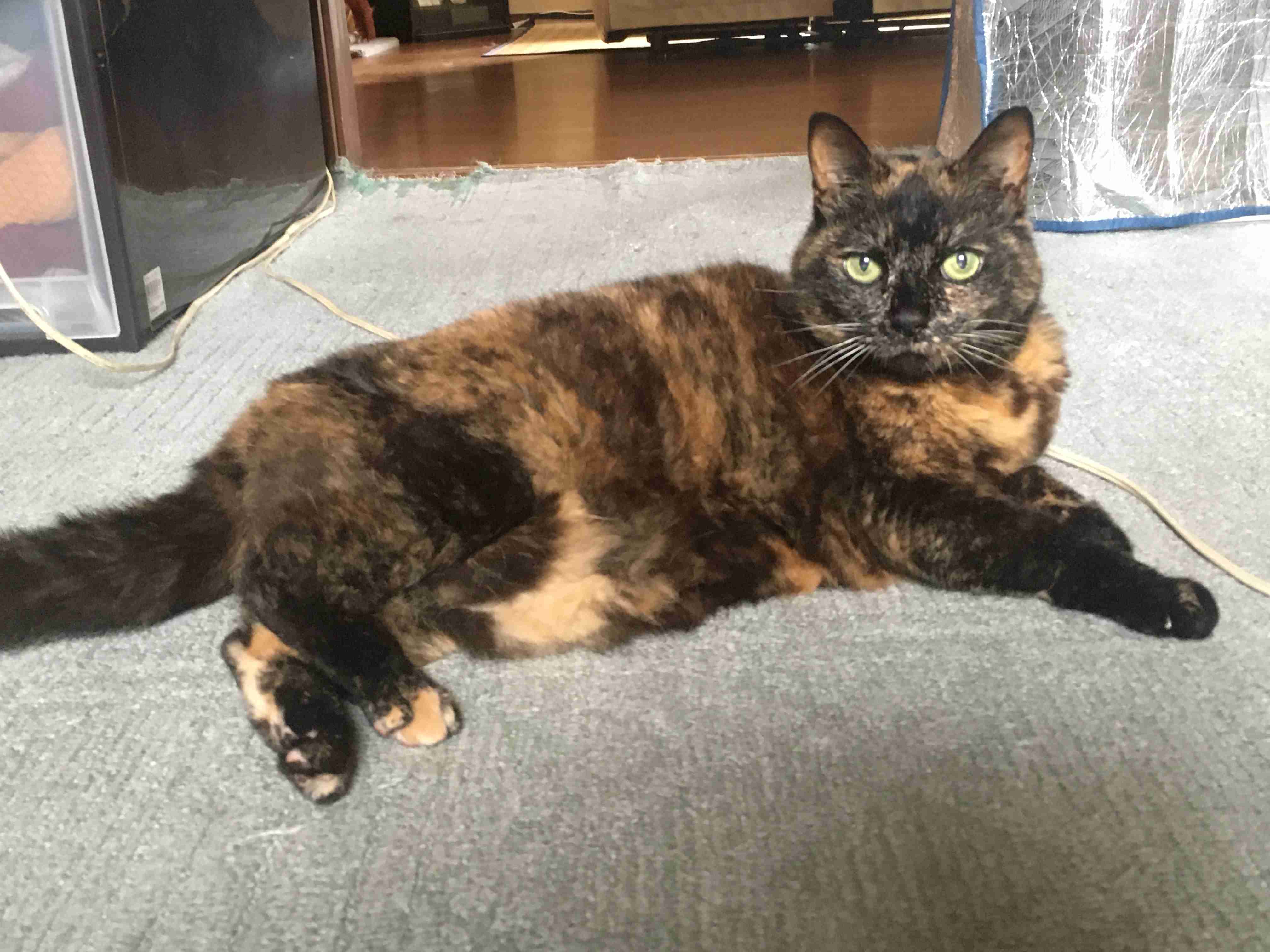 サビ猫を飼っている方！