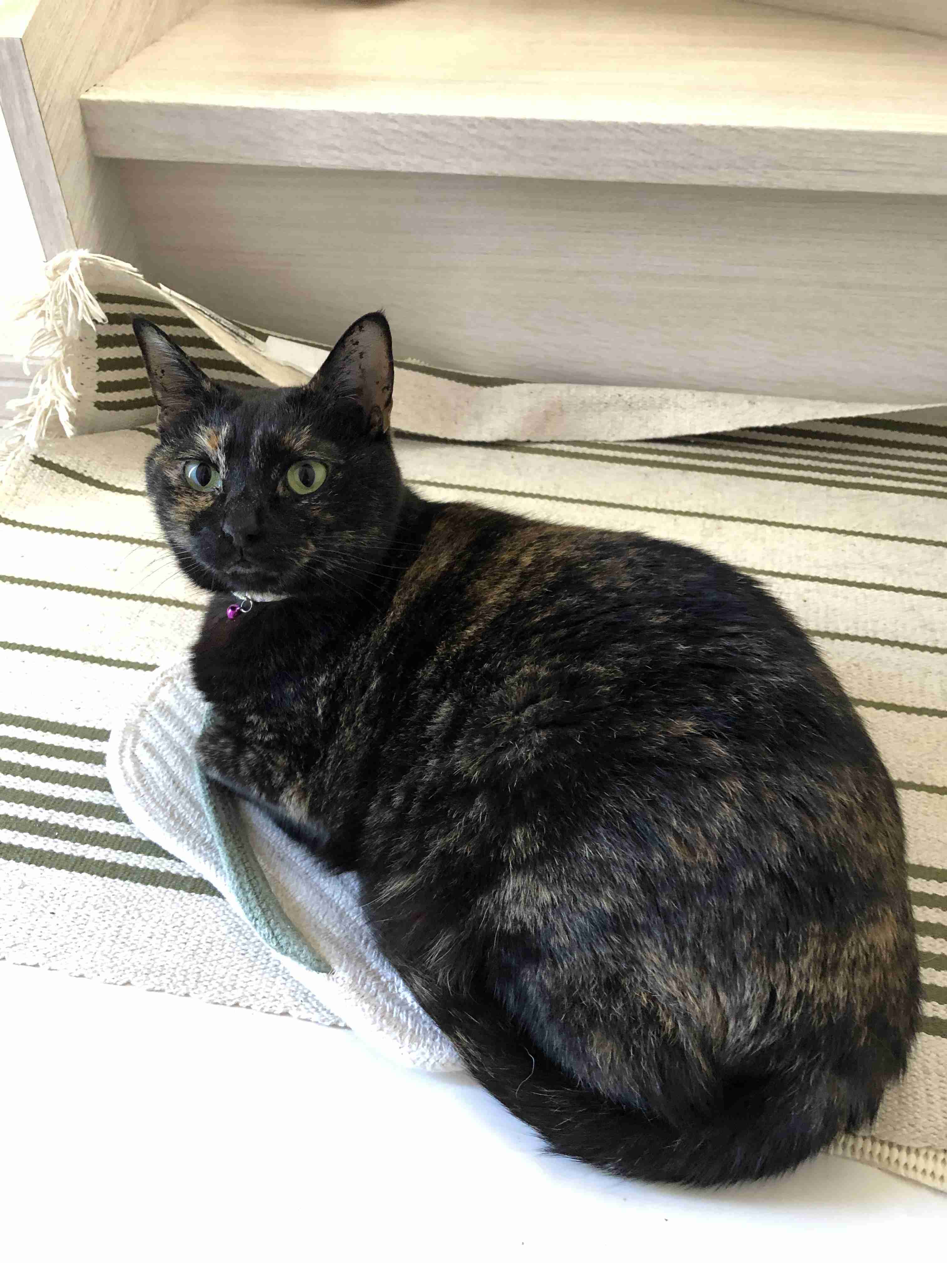 サビ猫を飼っている方！