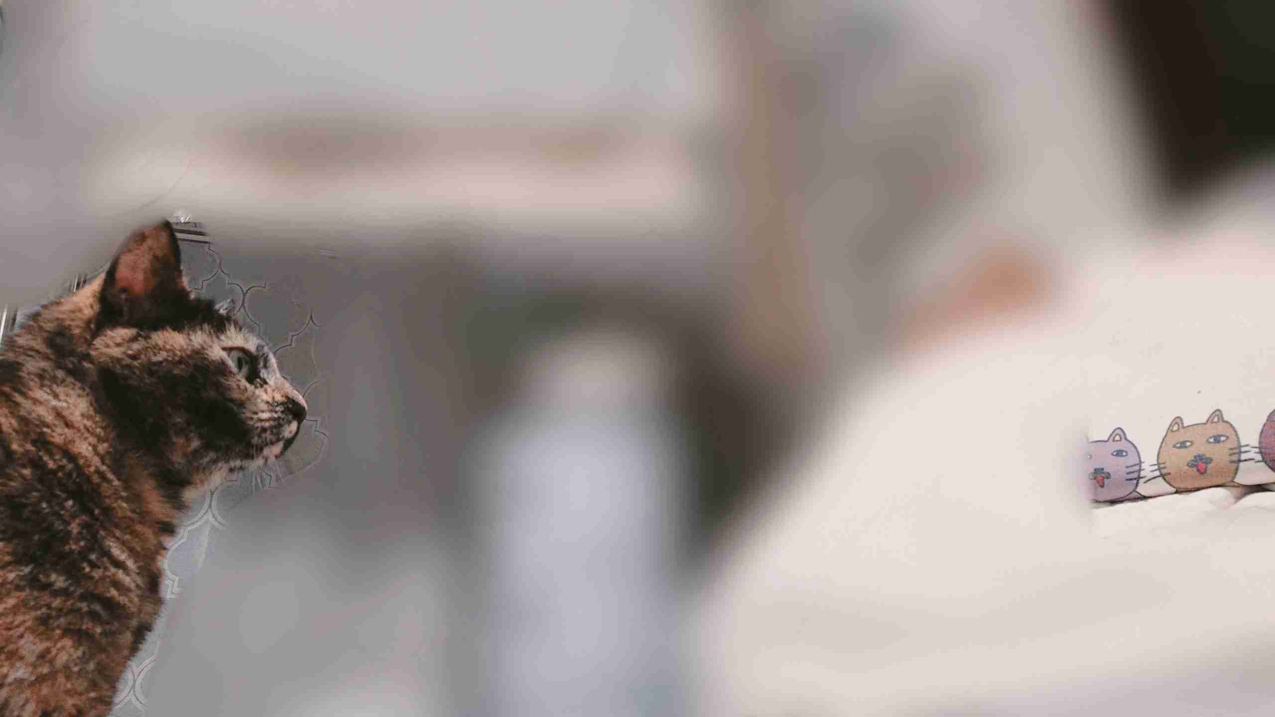 サビ猫を飼っている方！