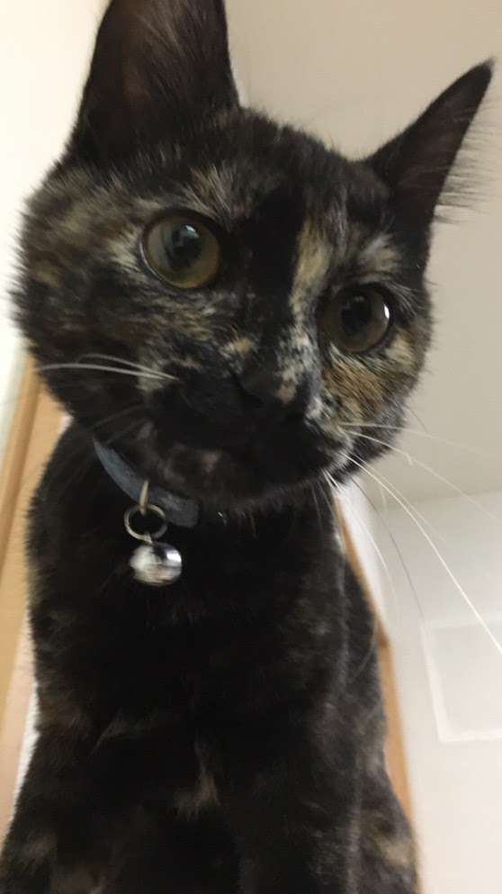 サビ猫を飼っている方！