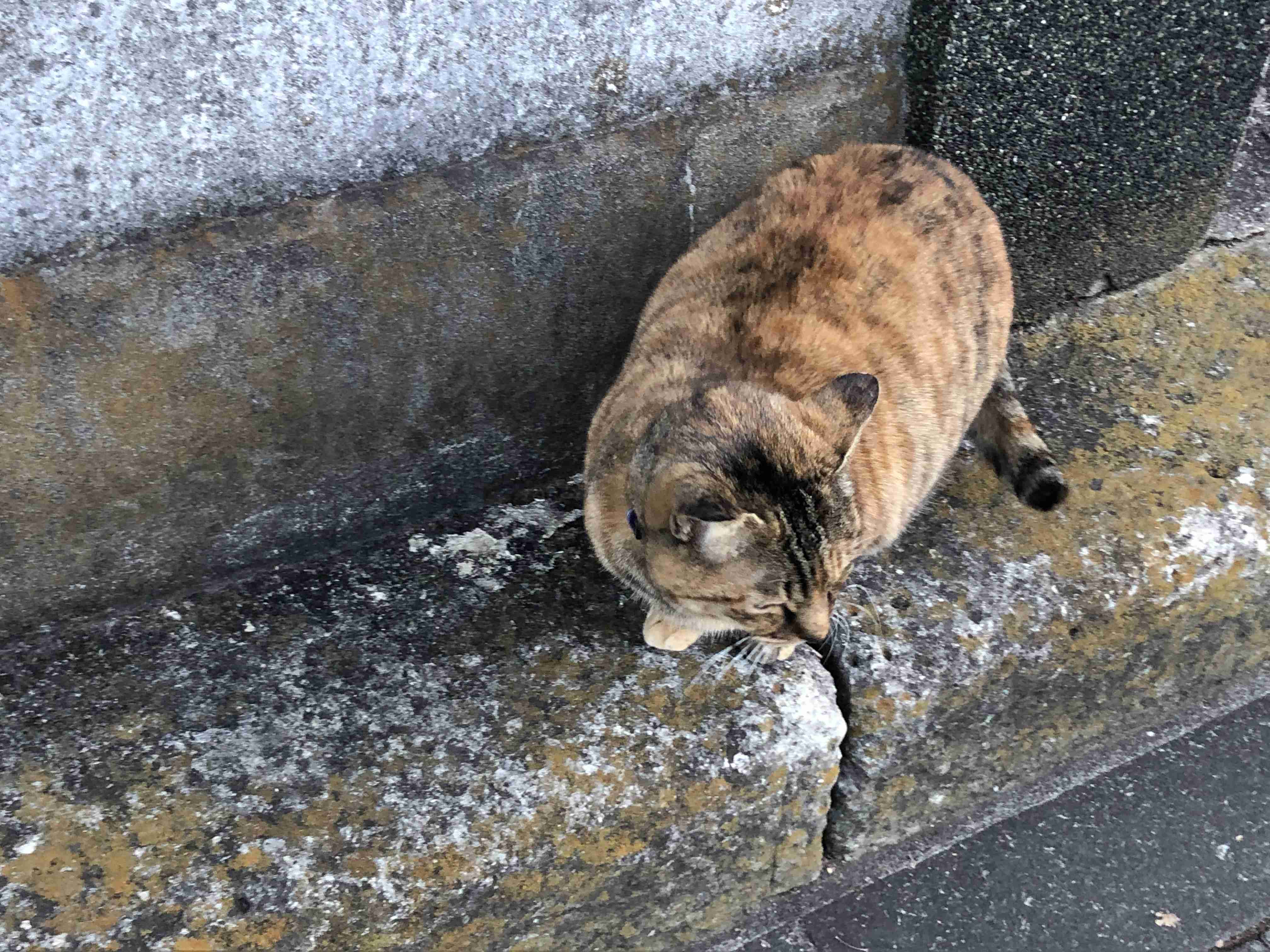 サビ猫を飼っている方！