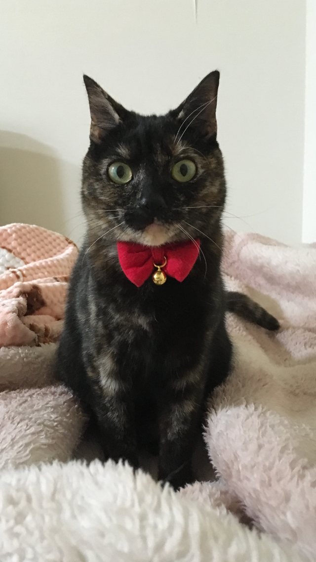 サビ猫を飼っている方！