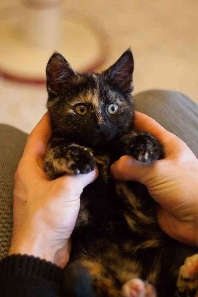 サビ猫を飼っている方！