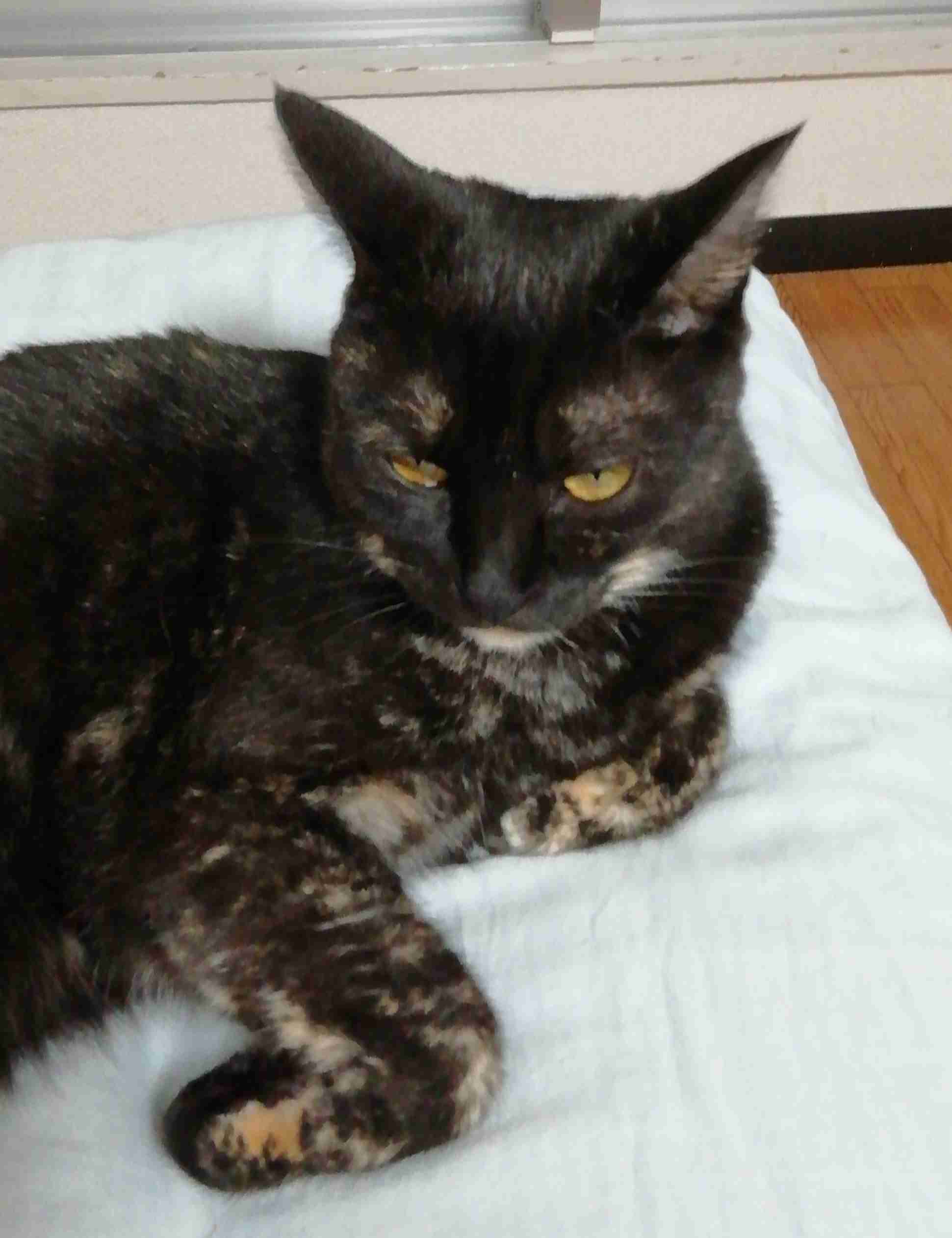 サビ猫を飼っている方！