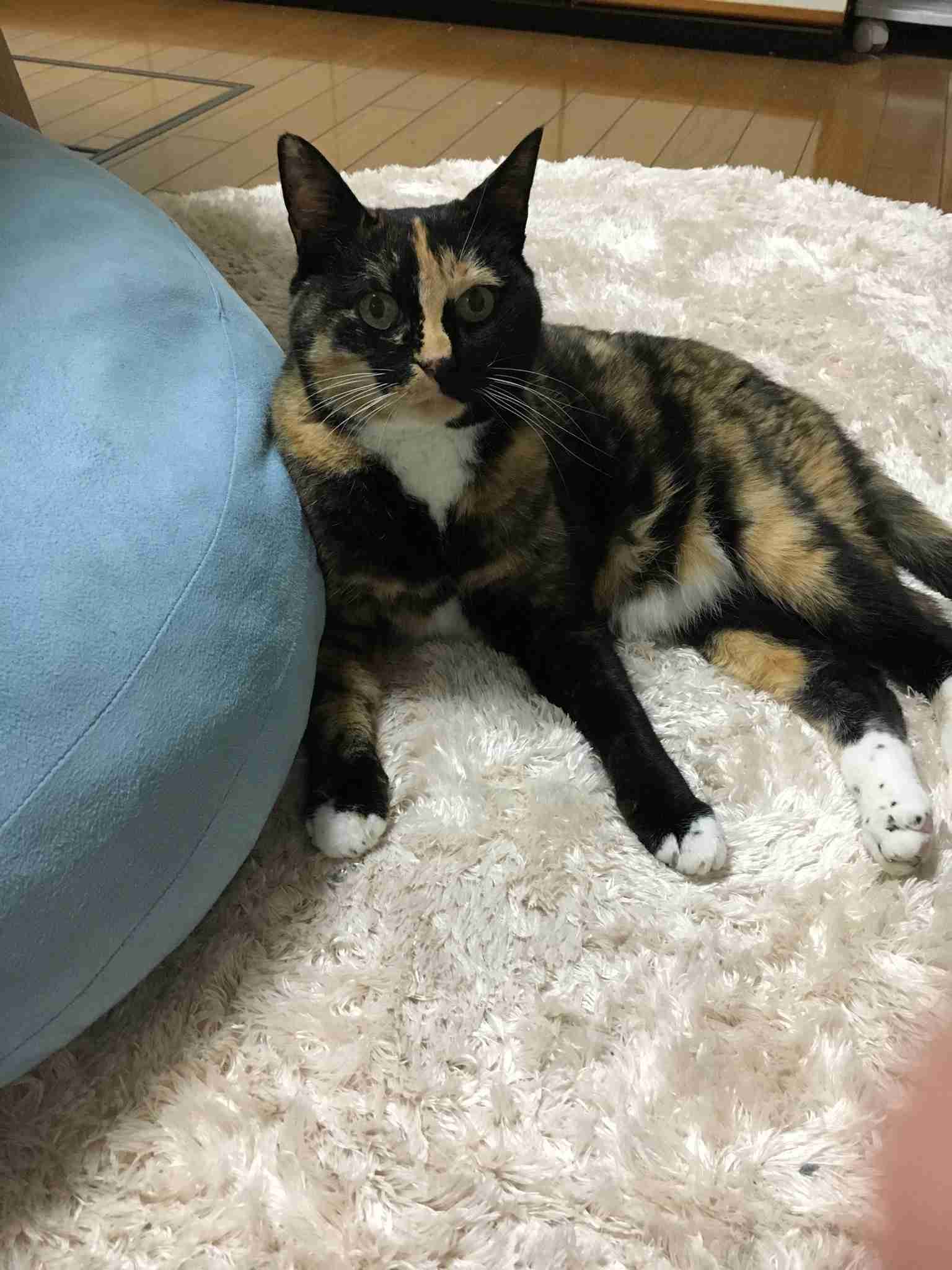サビ猫を飼っている方！