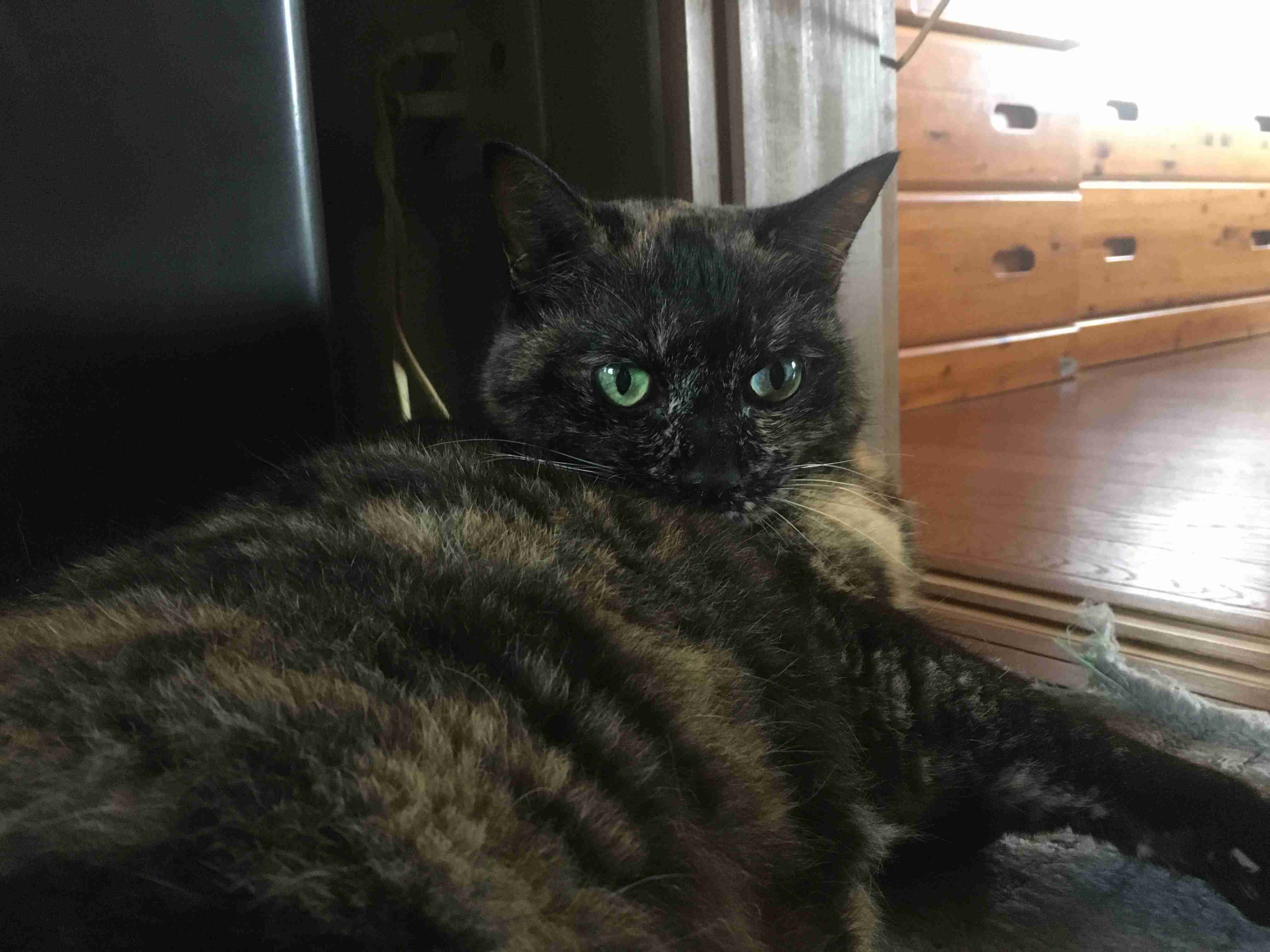サビ猫を飼っている方！