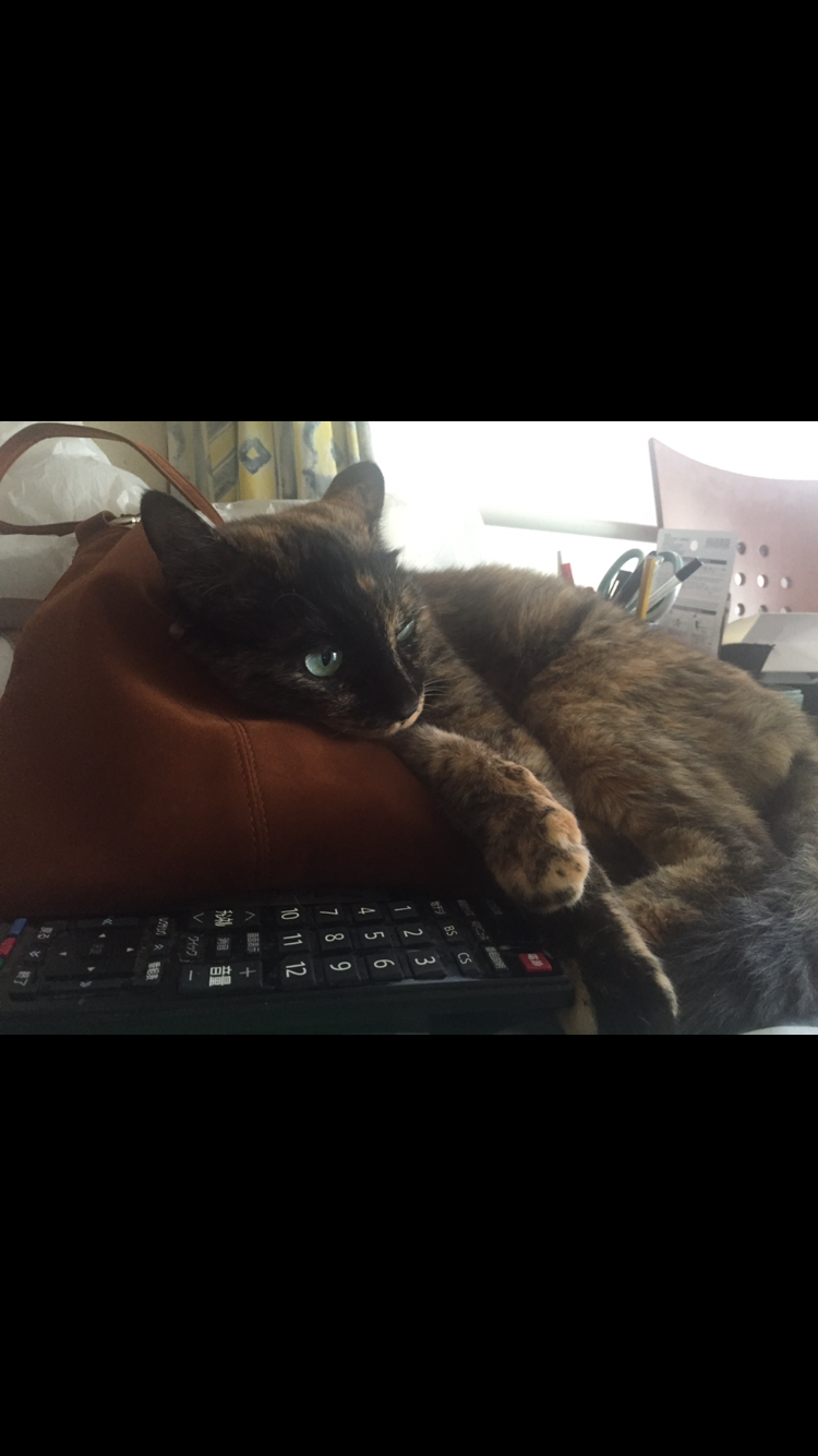 サビ猫を飼っている方！