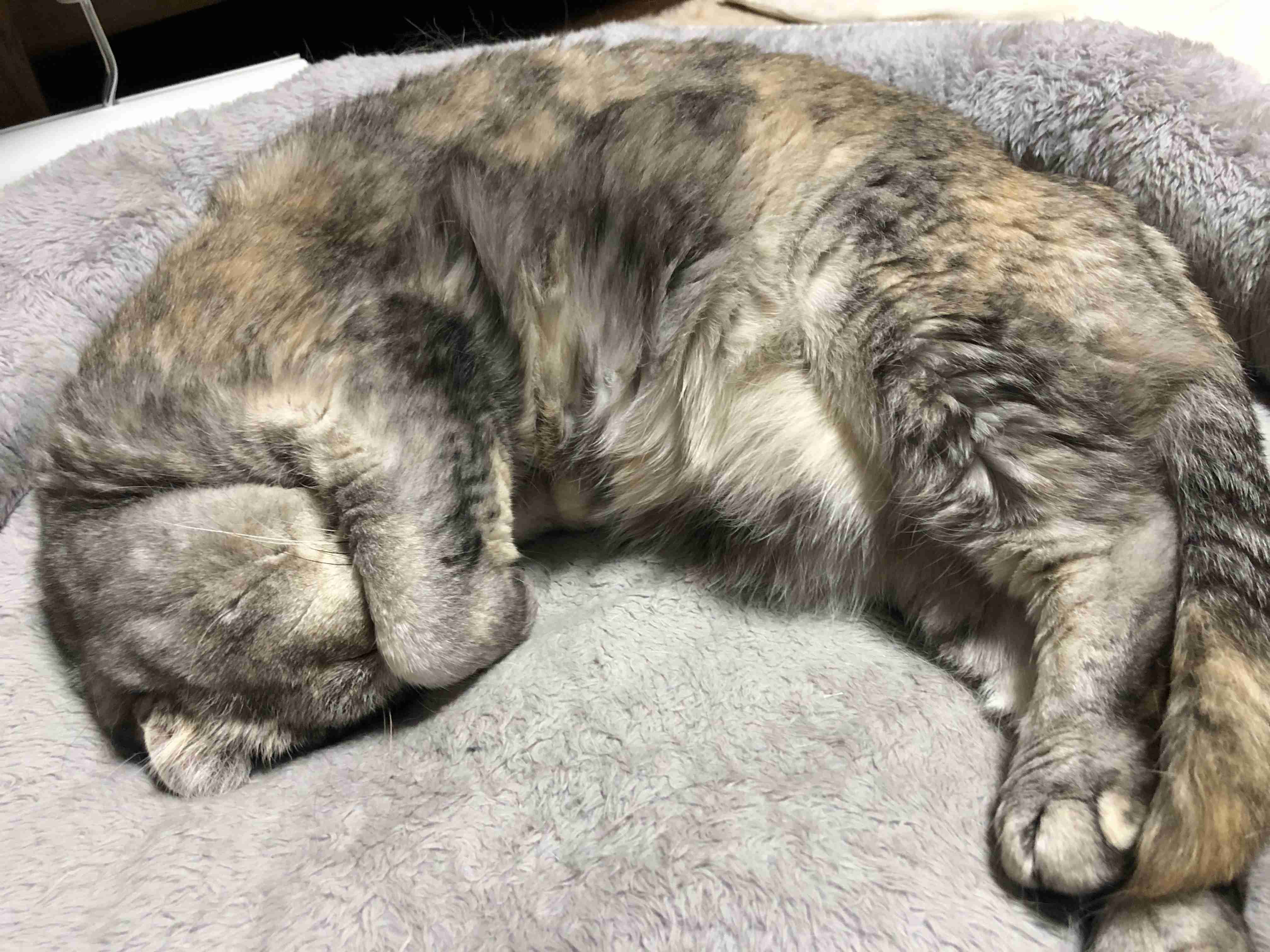 サビ猫を飼っている方！
