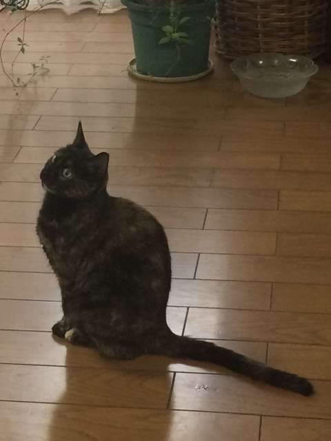 サビ猫を飼っている方！
