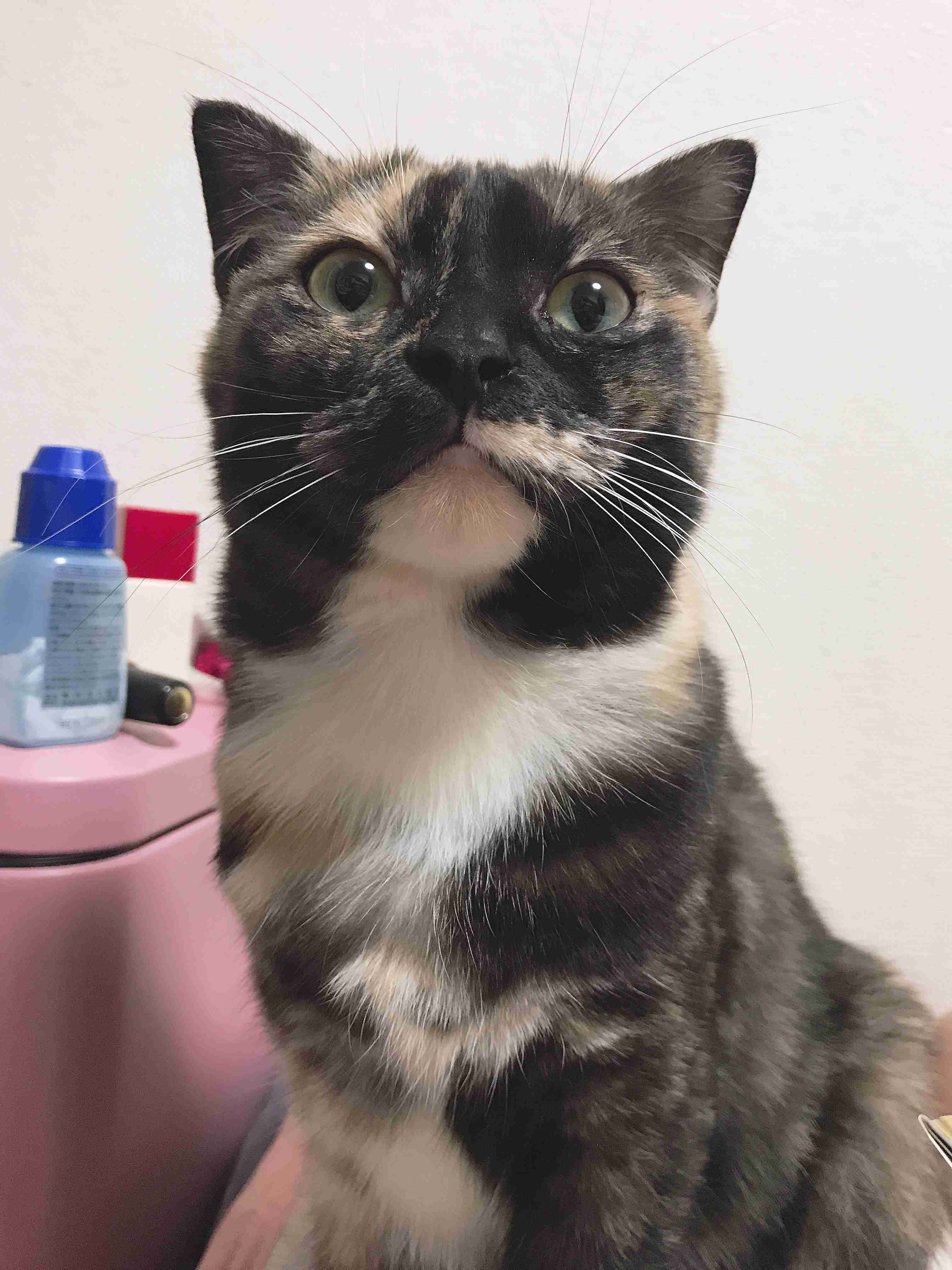 サビ猫を飼っている方！