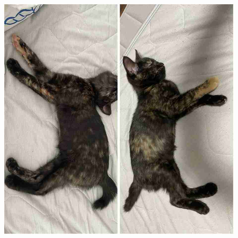サビ猫を飼っている方！