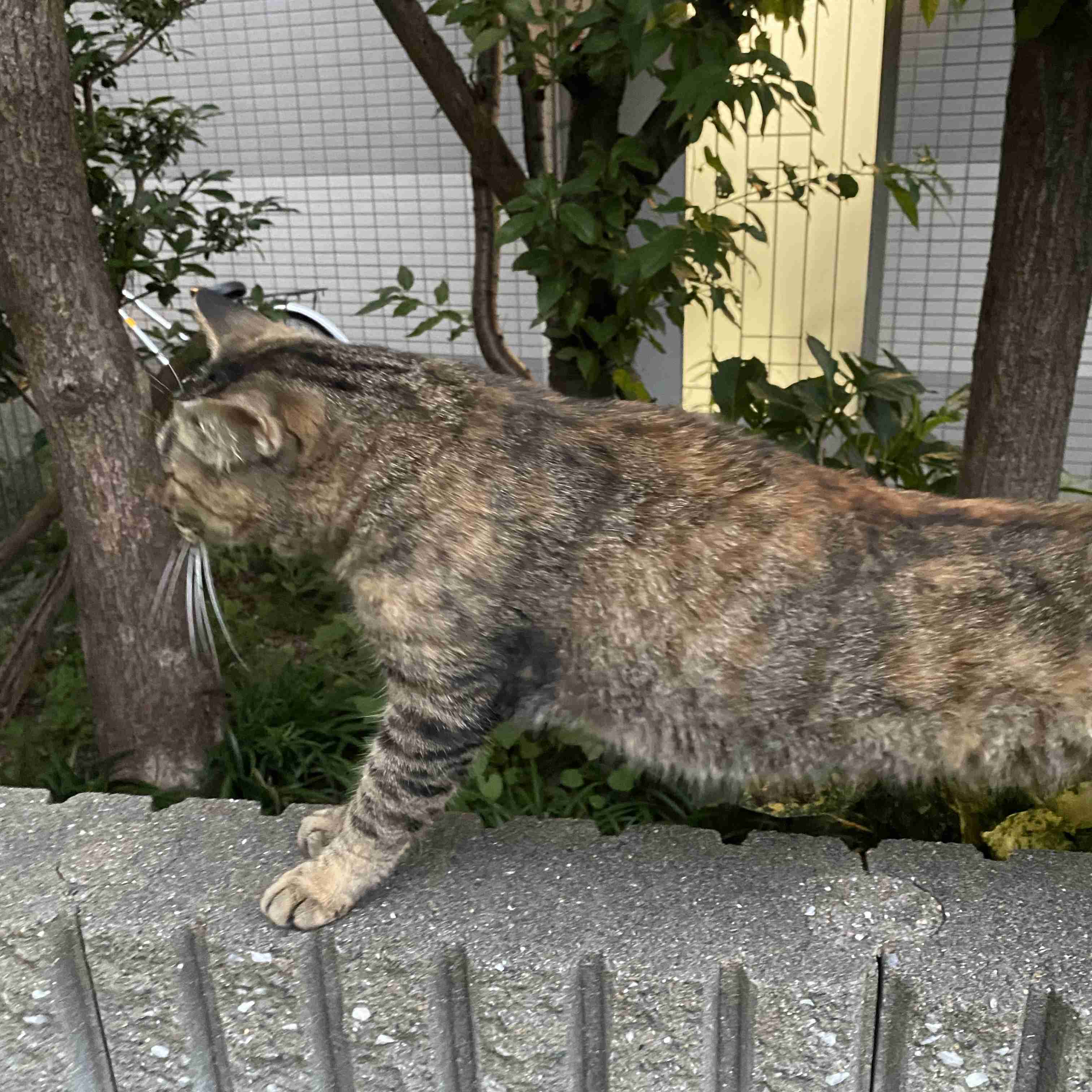 サビ猫を飼っている方！
