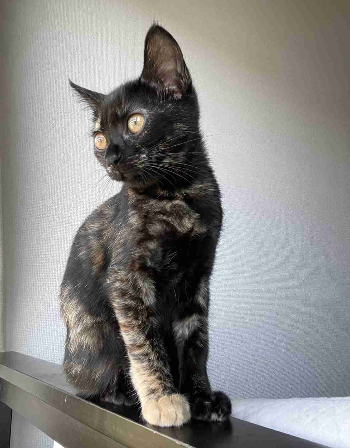 サビ猫を飼っている方！