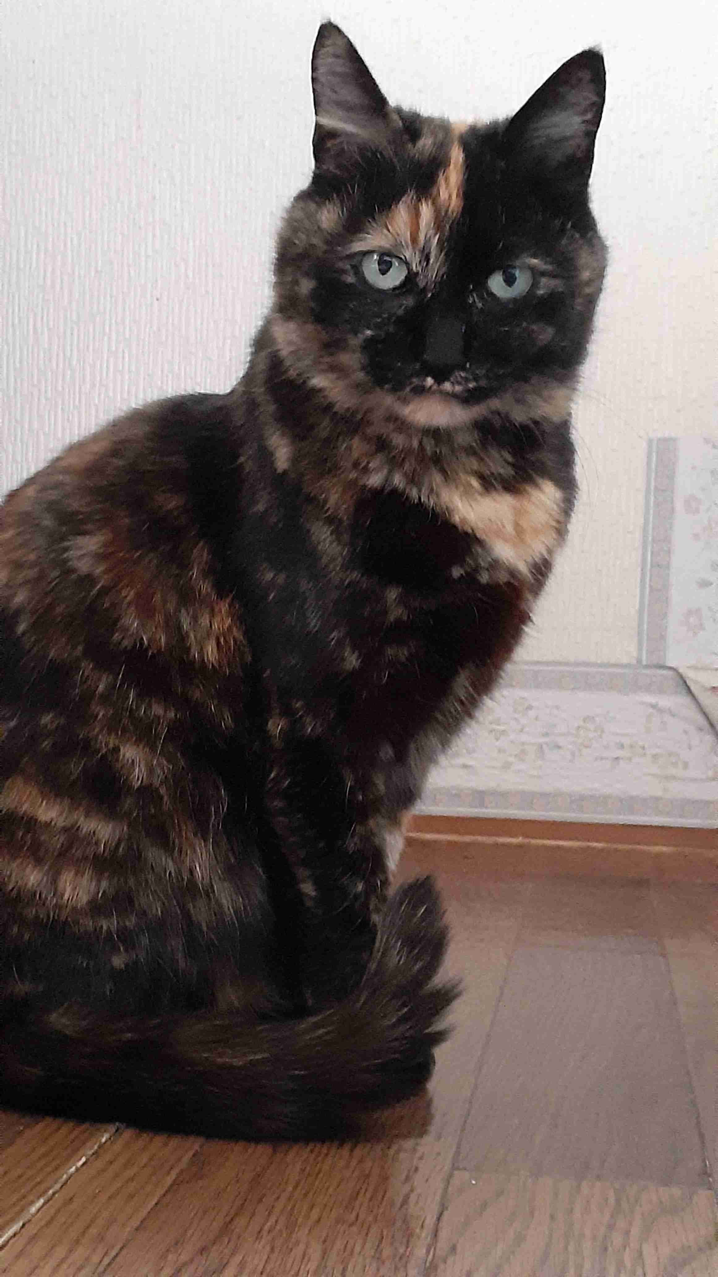 サビ猫を飼っている方！