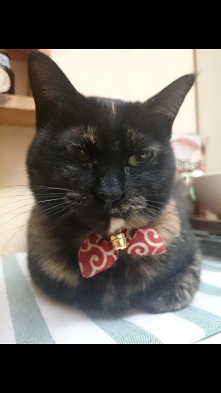 サビ猫を飼っている方！
