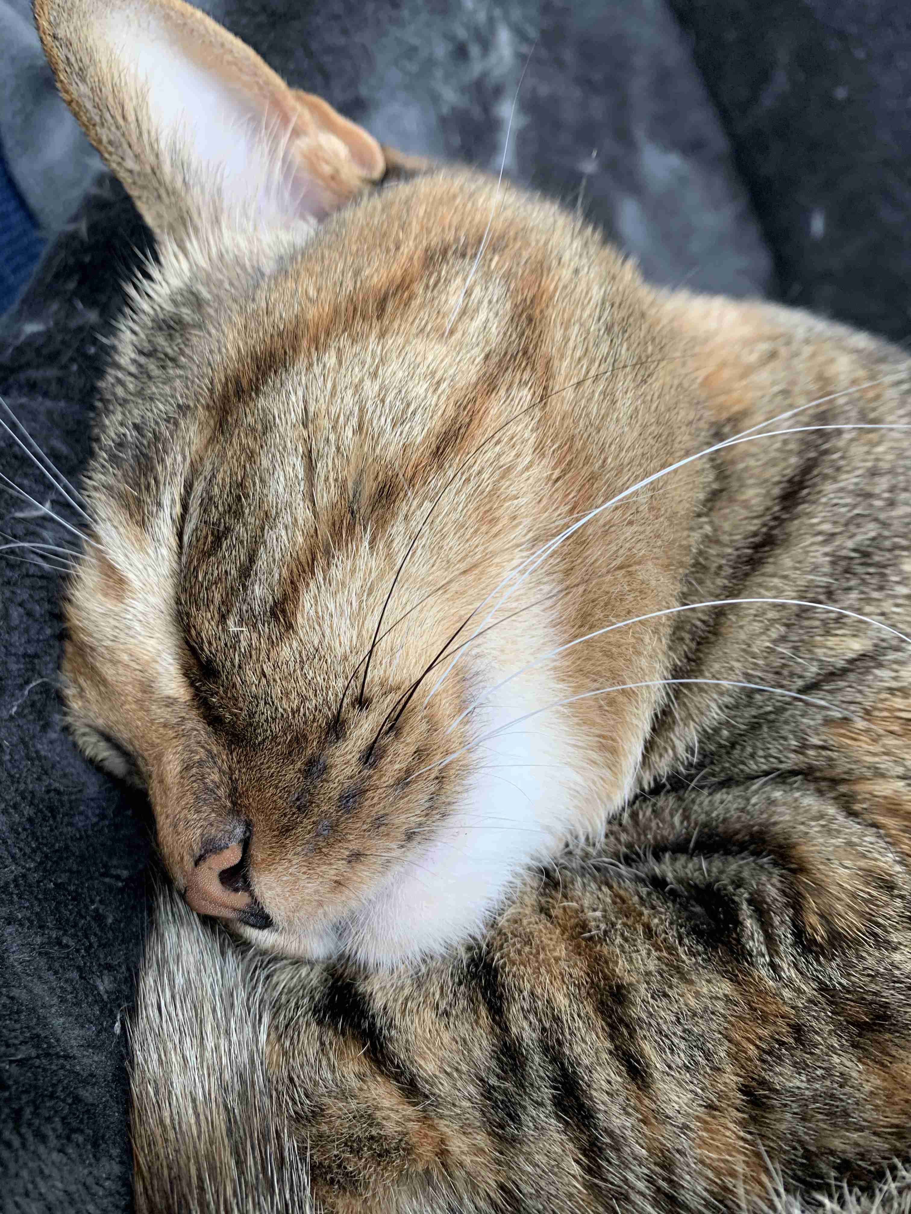 サビ猫を飼っている方！