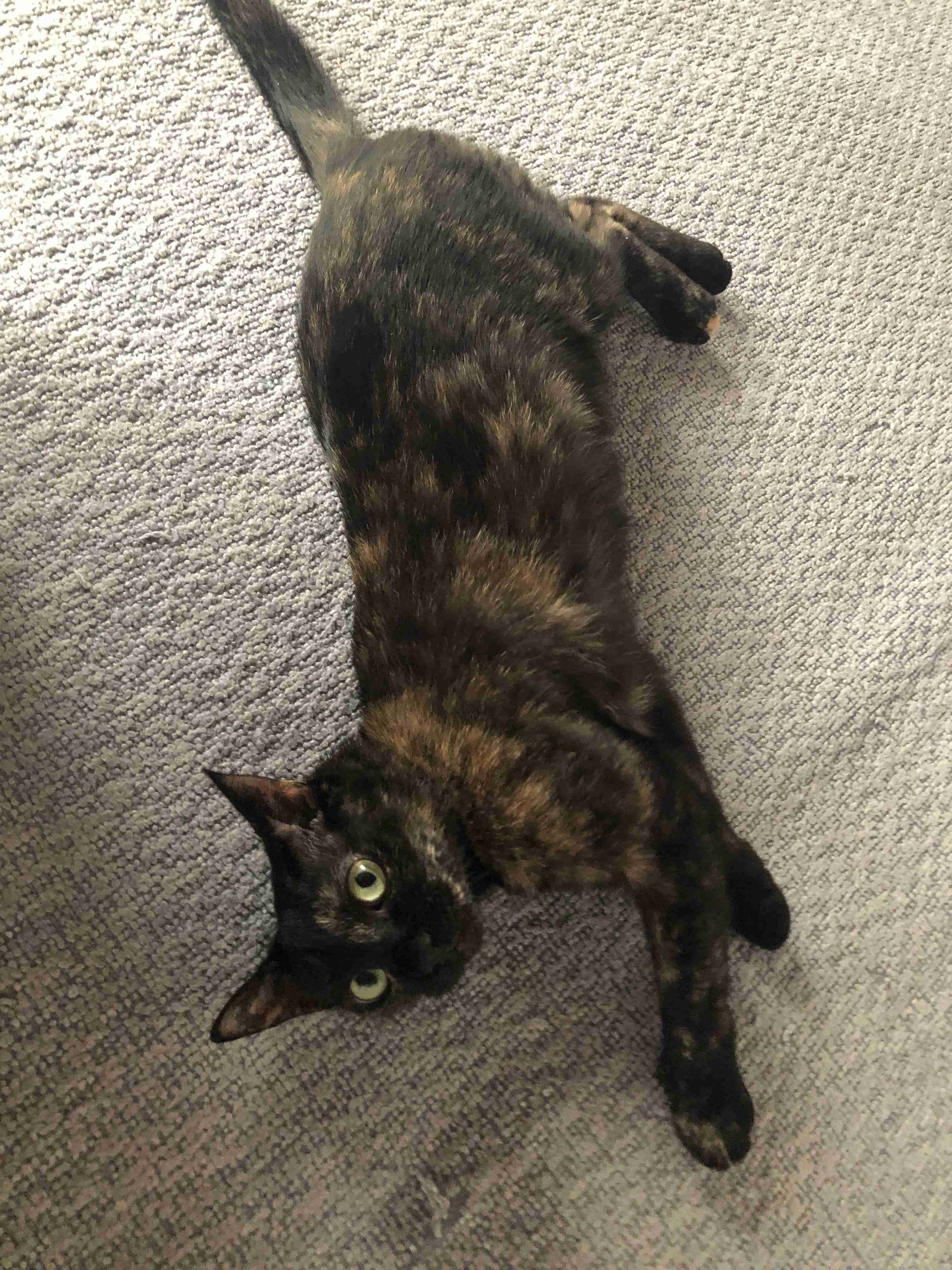 サビ猫を飼っている方！