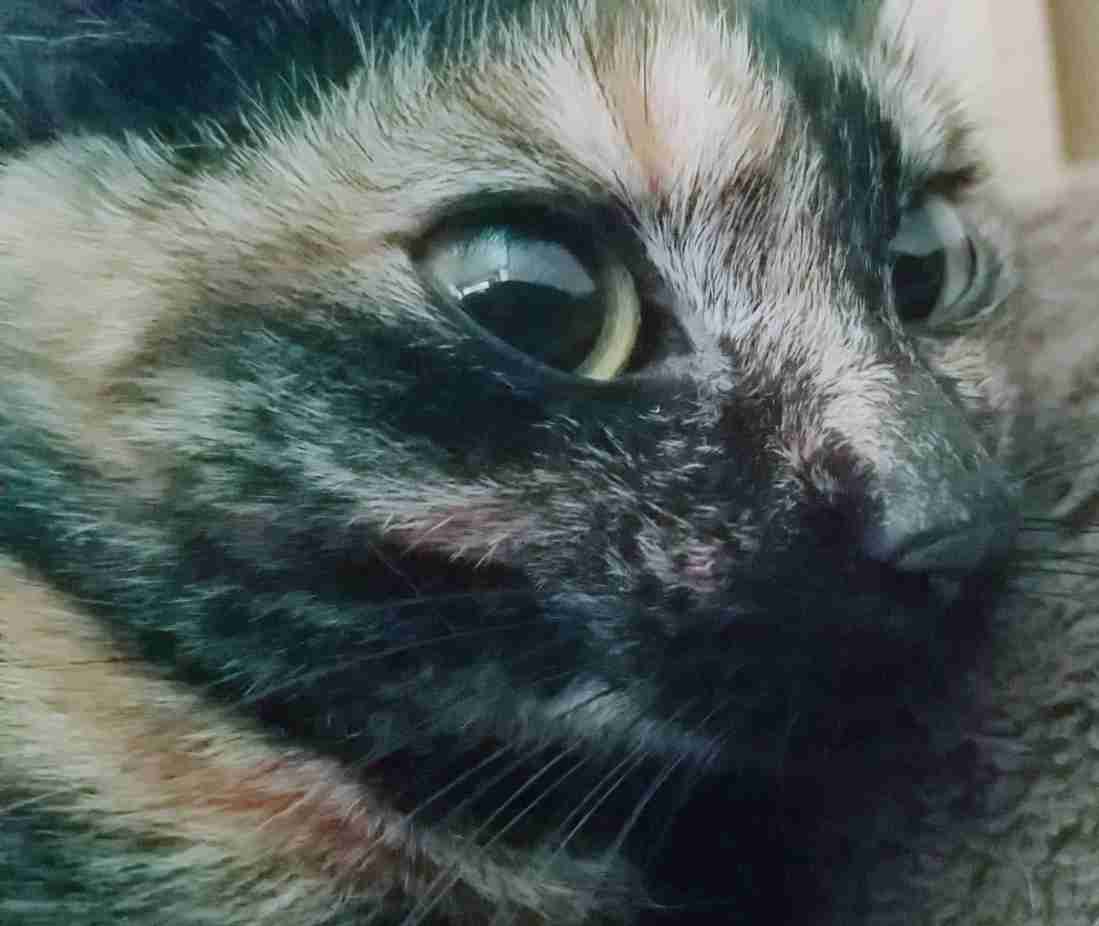 サビ猫を飼っている方！