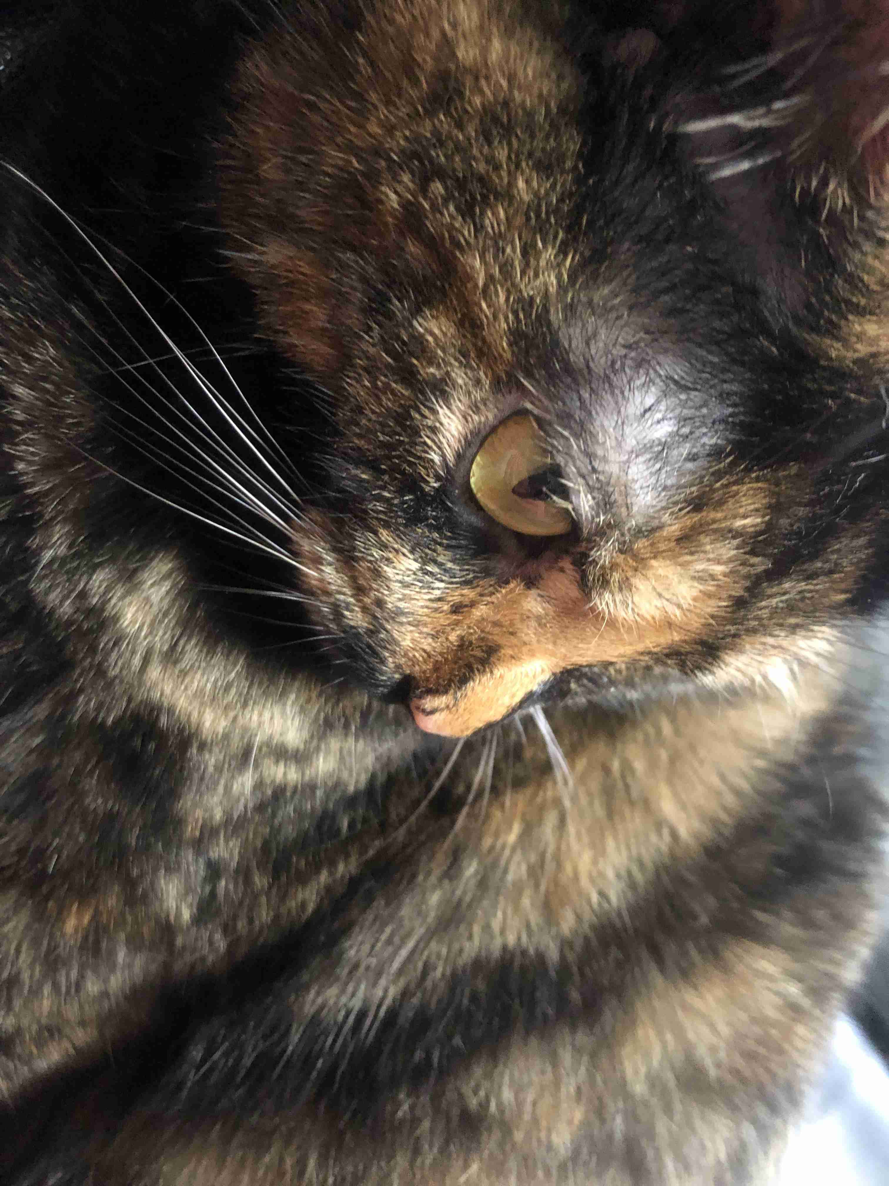 サビ猫を飼っている方！