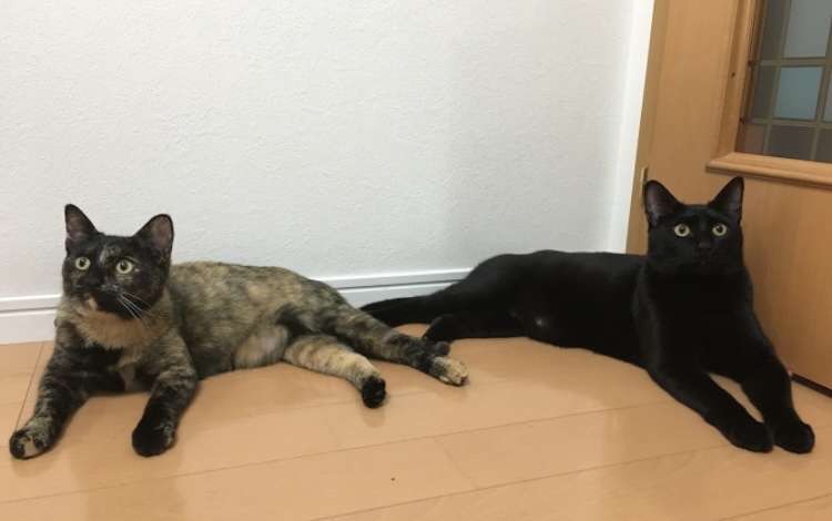 サビ猫を飼っている方！