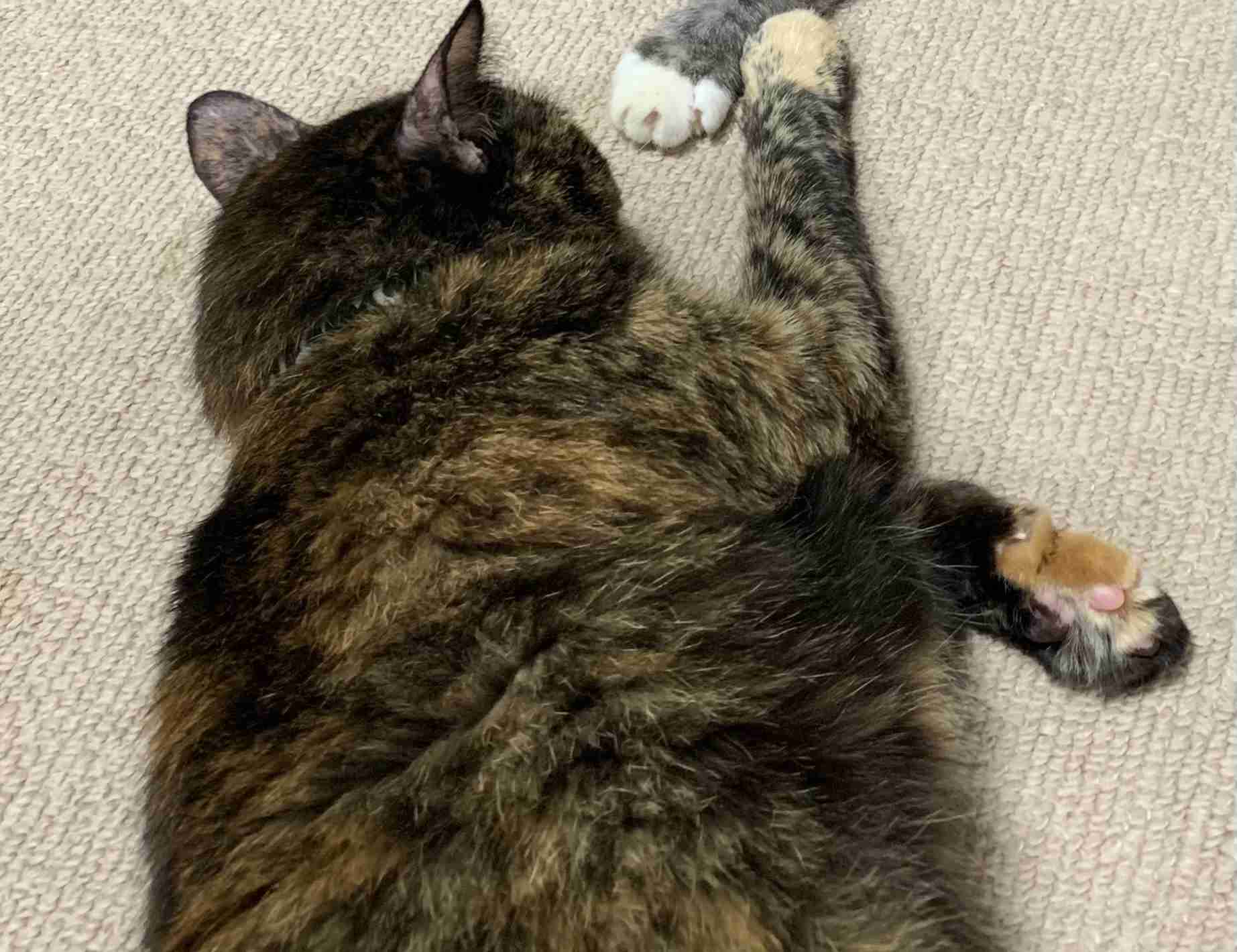 サビ猫を飼っている方！