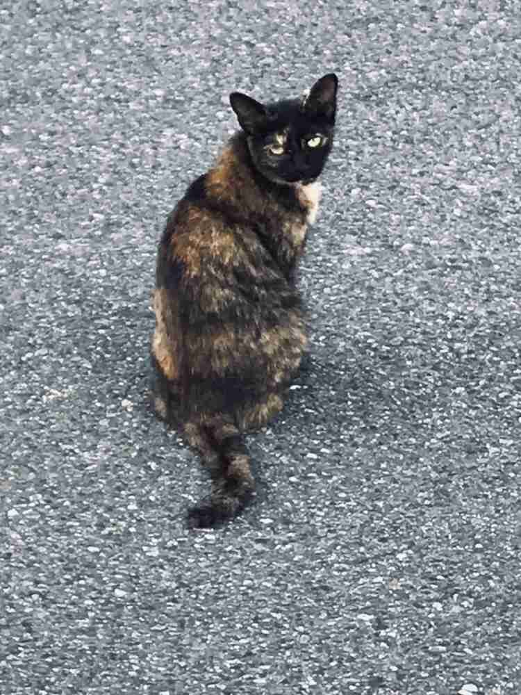 サビ猫を飼っている方！