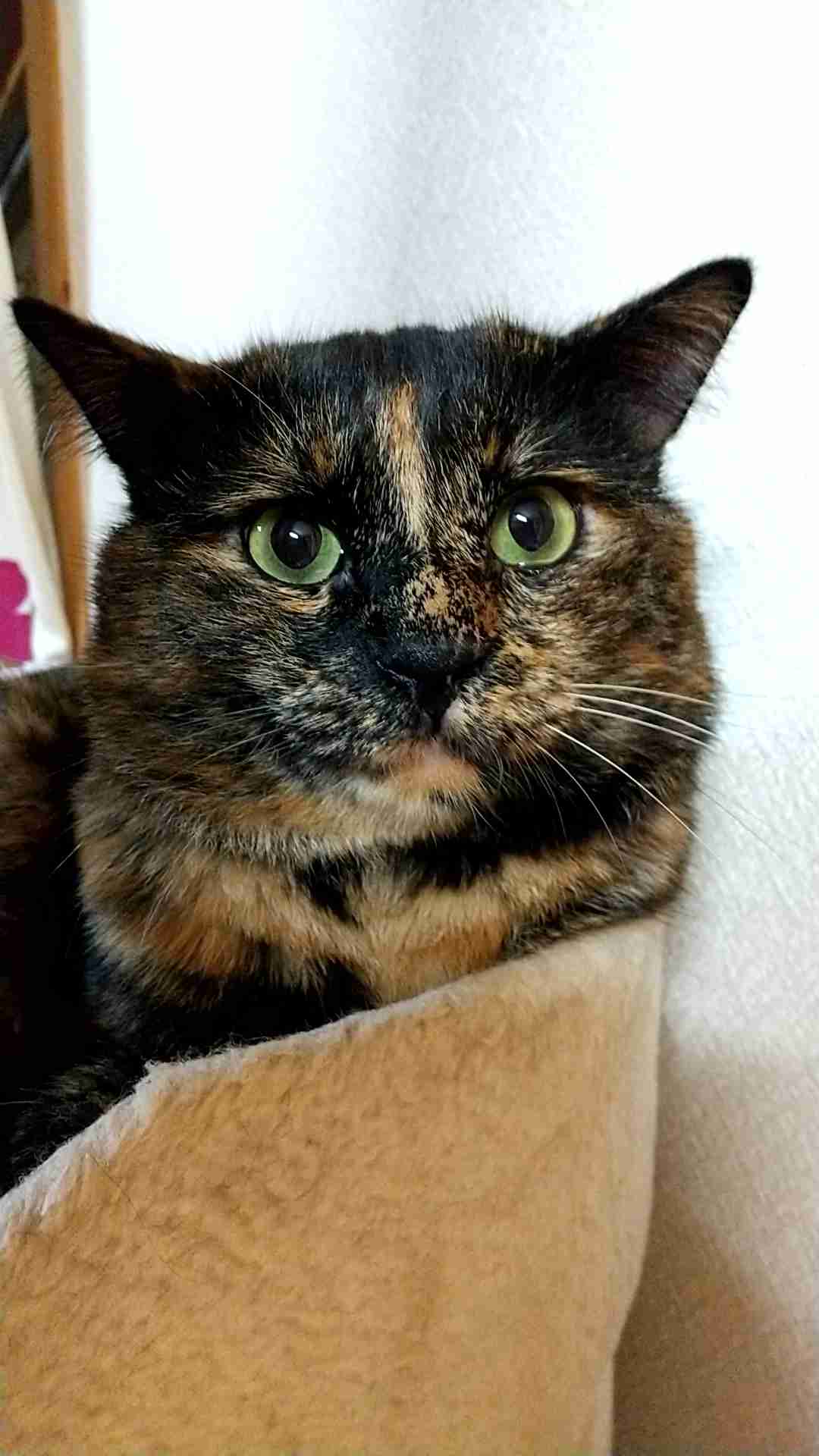 サビ猫を飼っている方！