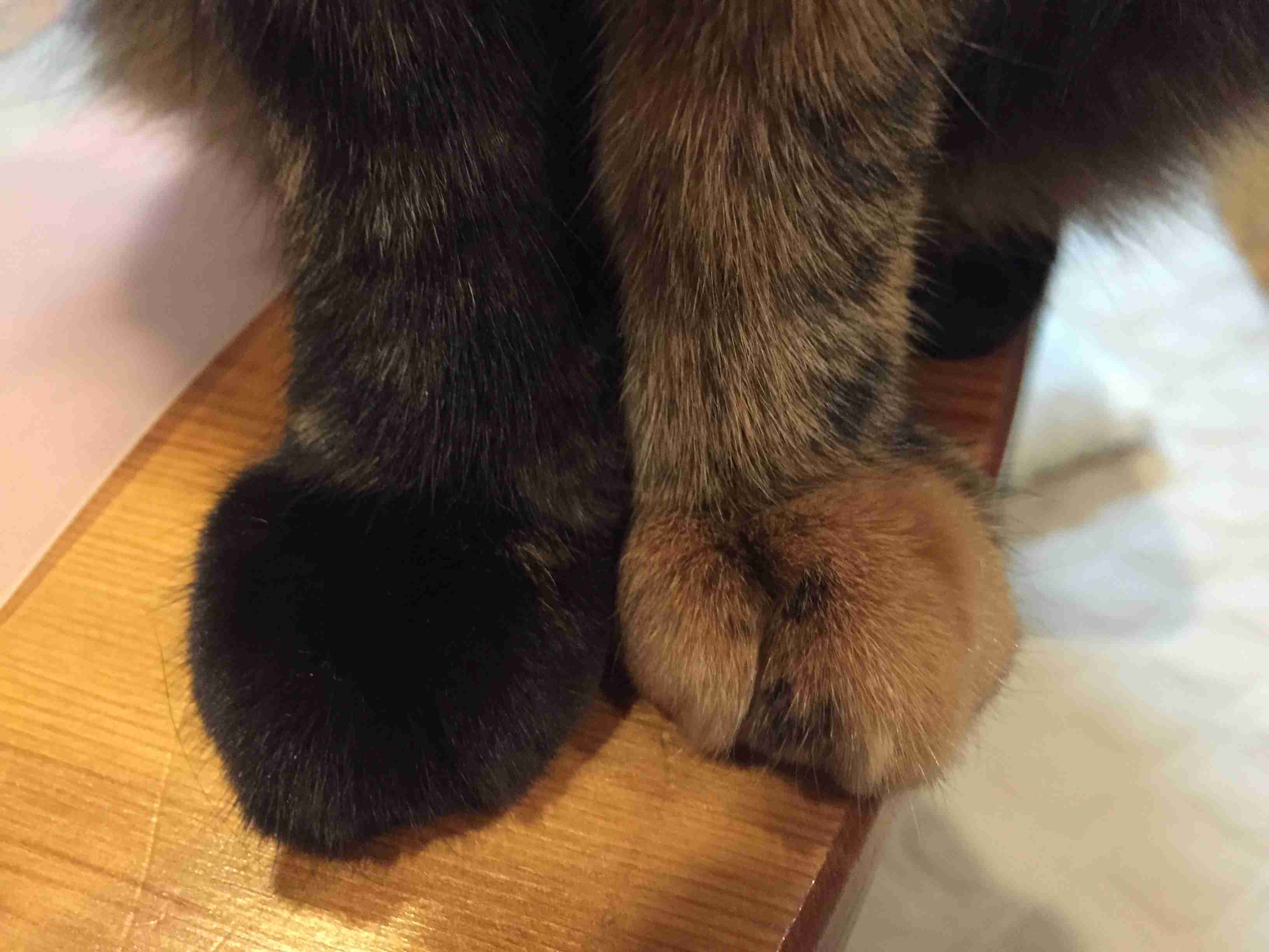 サビ猫を飼っている方！