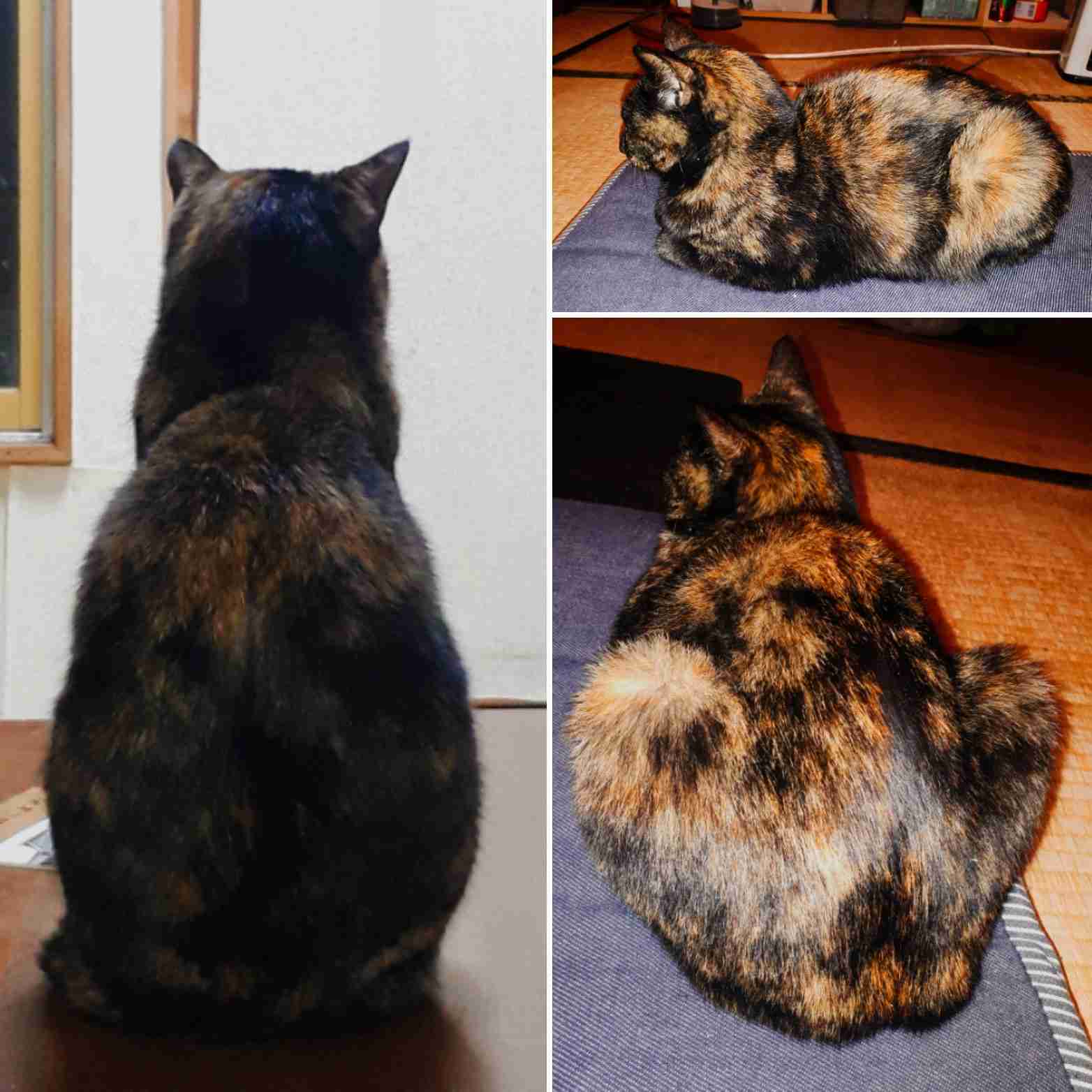 サビ猫を飼っている方！