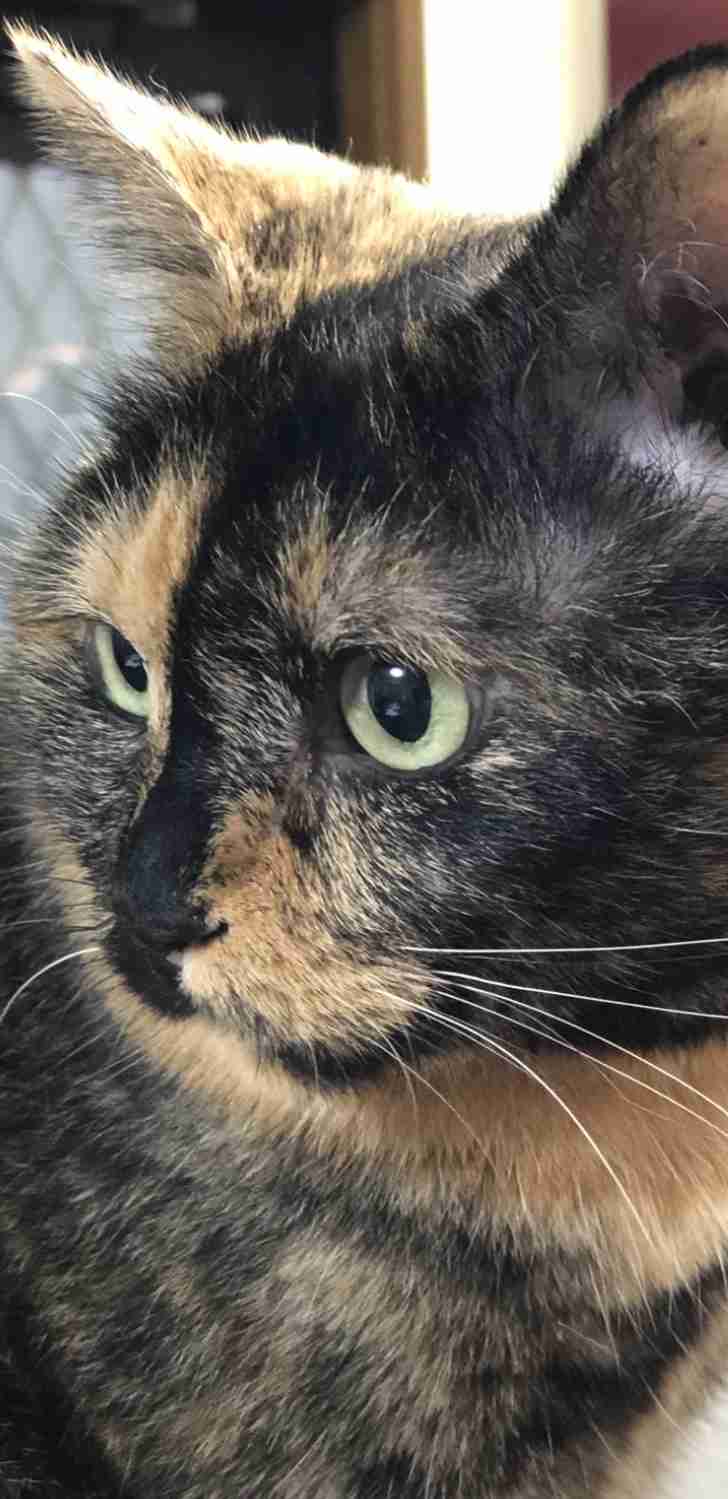 サビ猫を飼っている方！