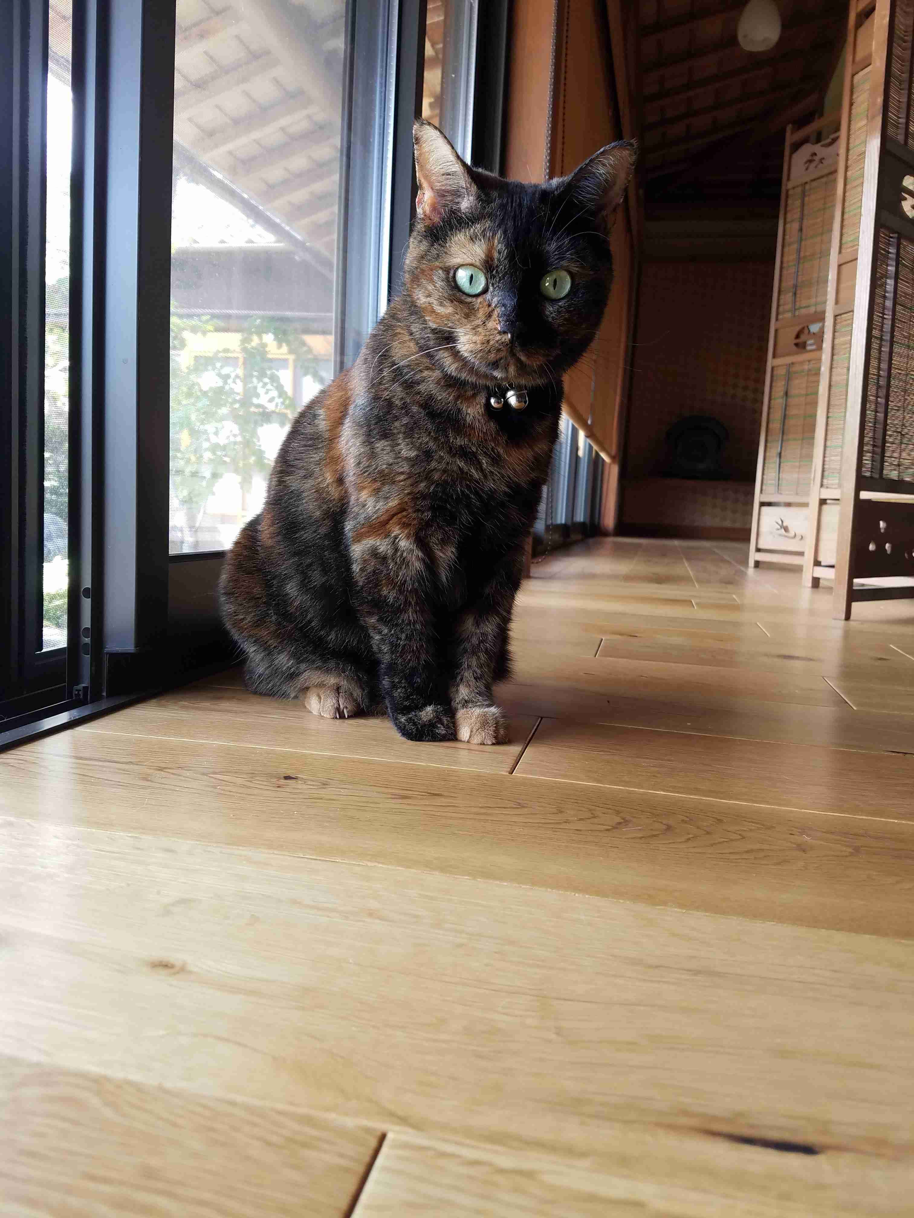 サビ猫を飼っている方！