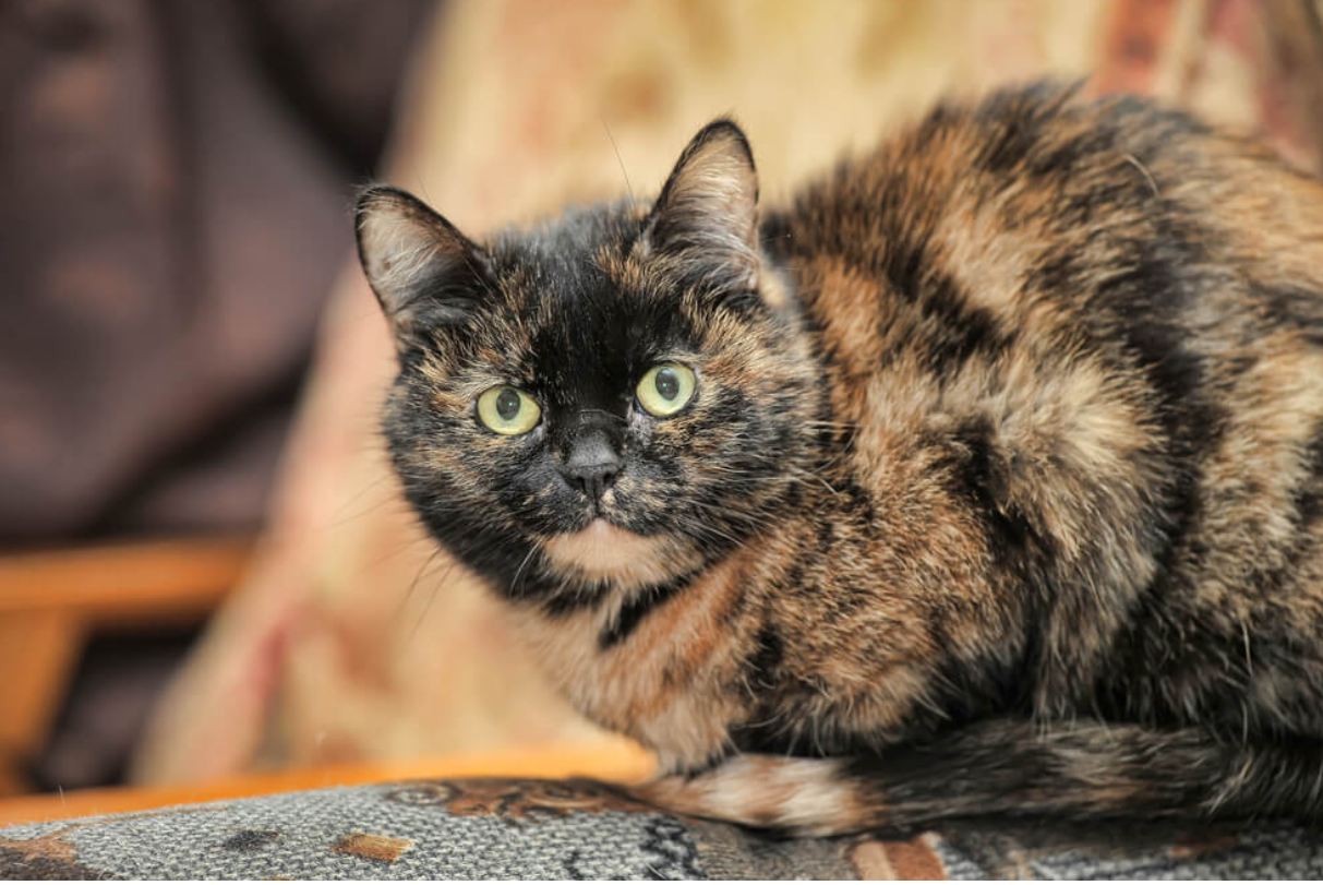 サビ猫を飼っている方！