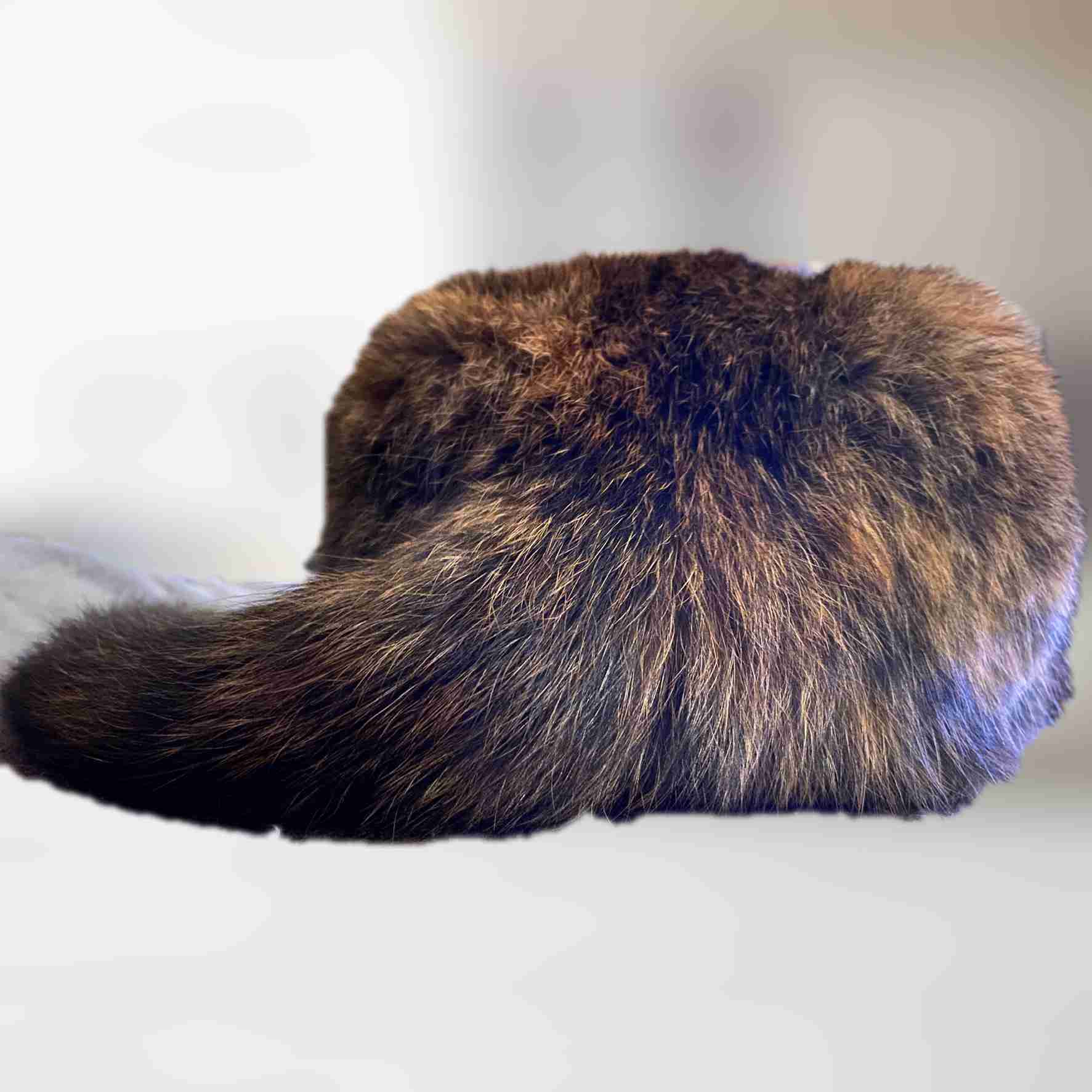 サビ猫を飼っている方！