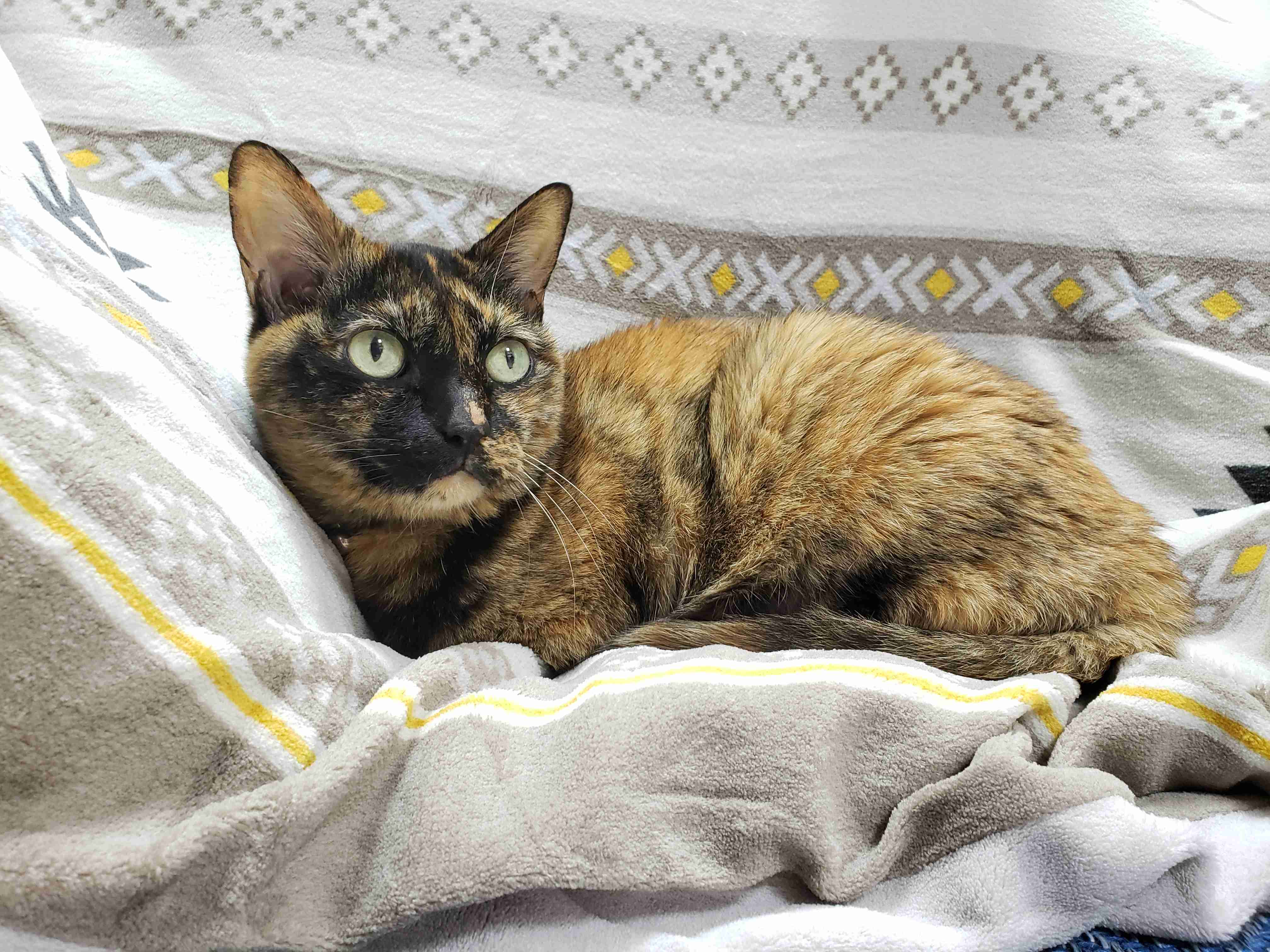 サビ猫を飼っている方！