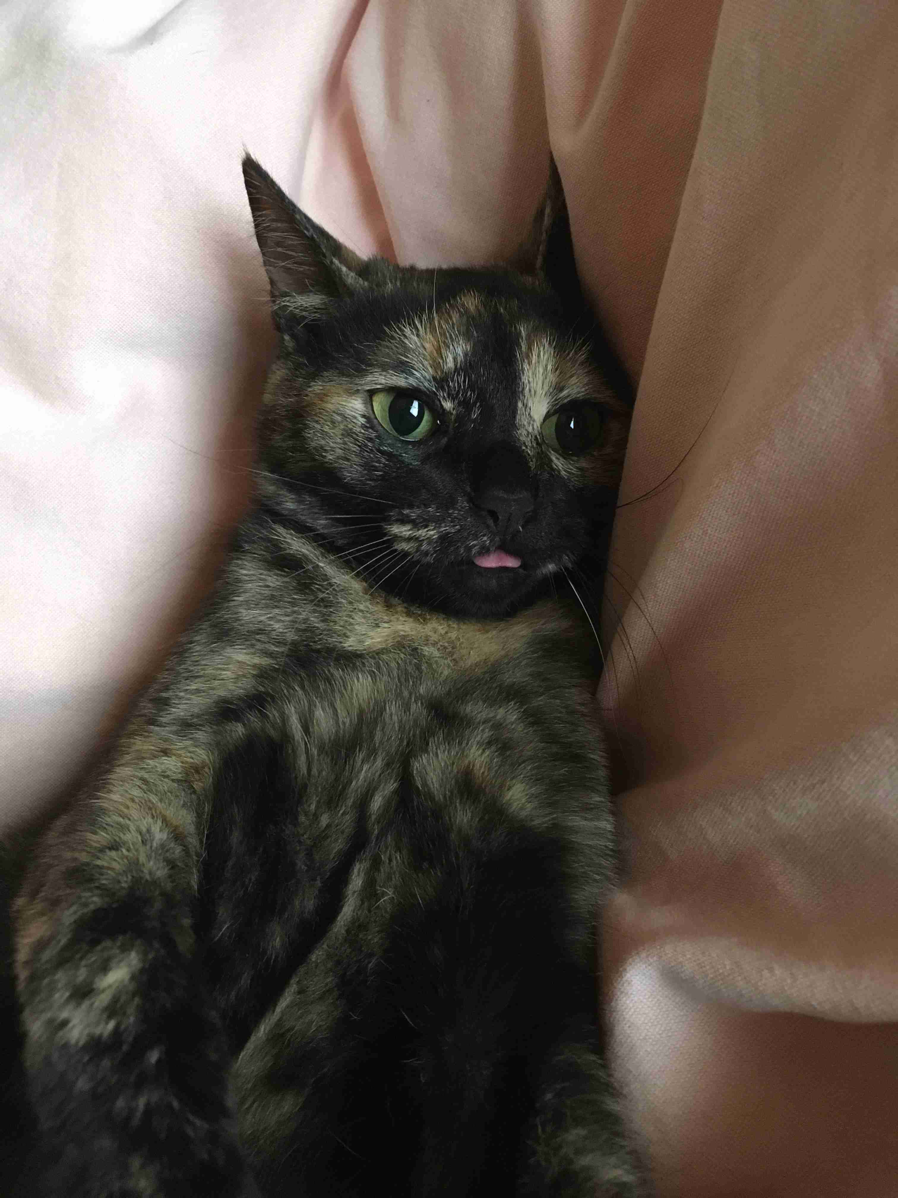 サビ猫を飼っている方！