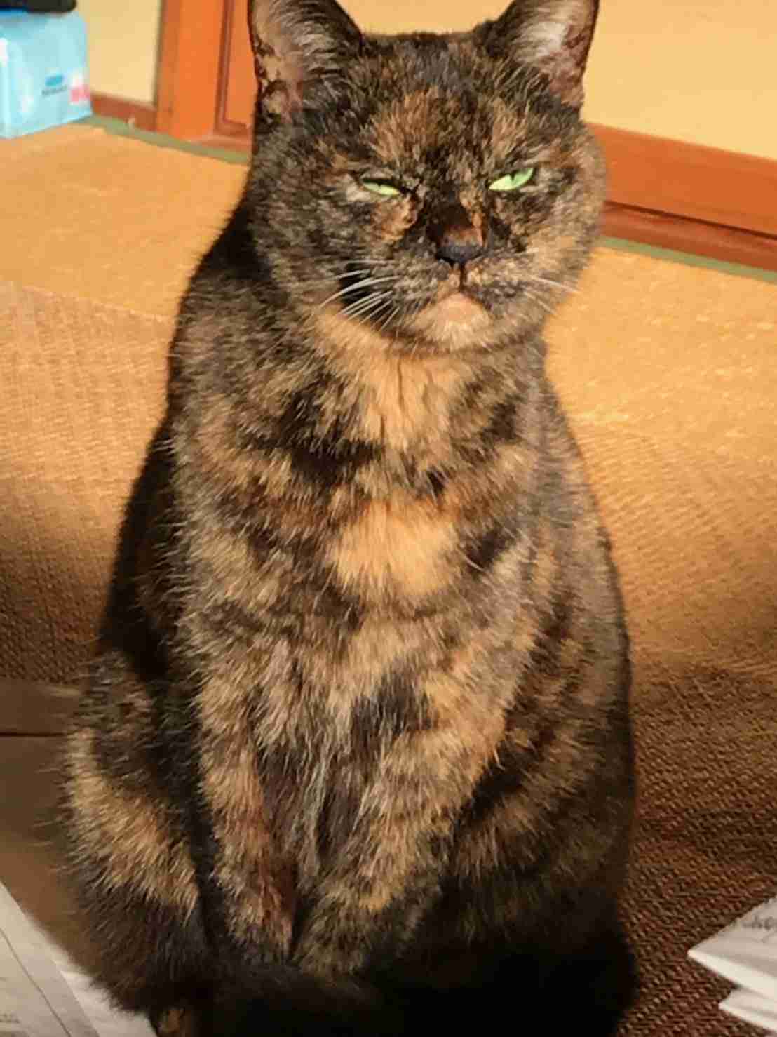 サビ猫を飼っている方！